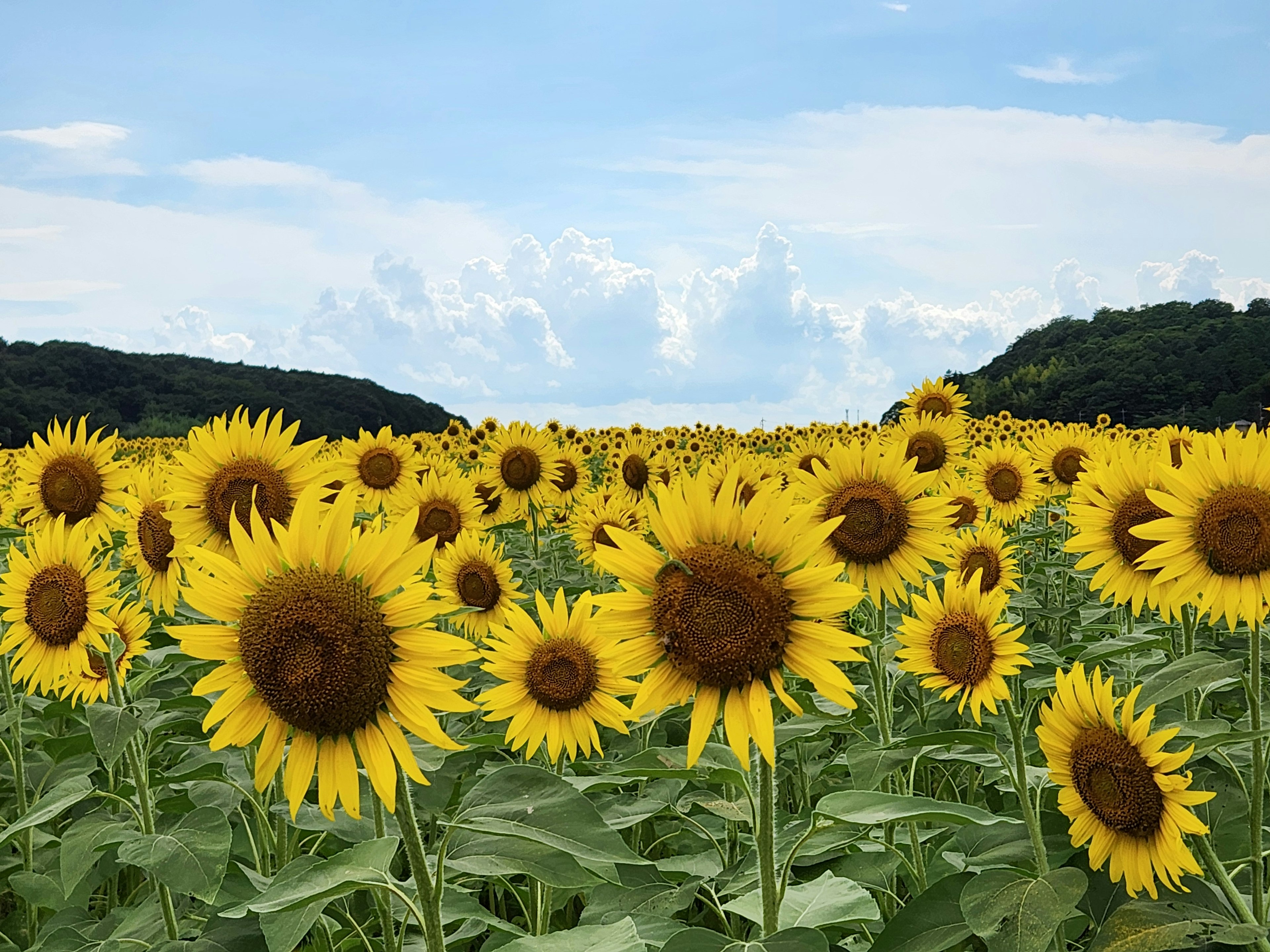 Vast field of sunflowers under a blue sky