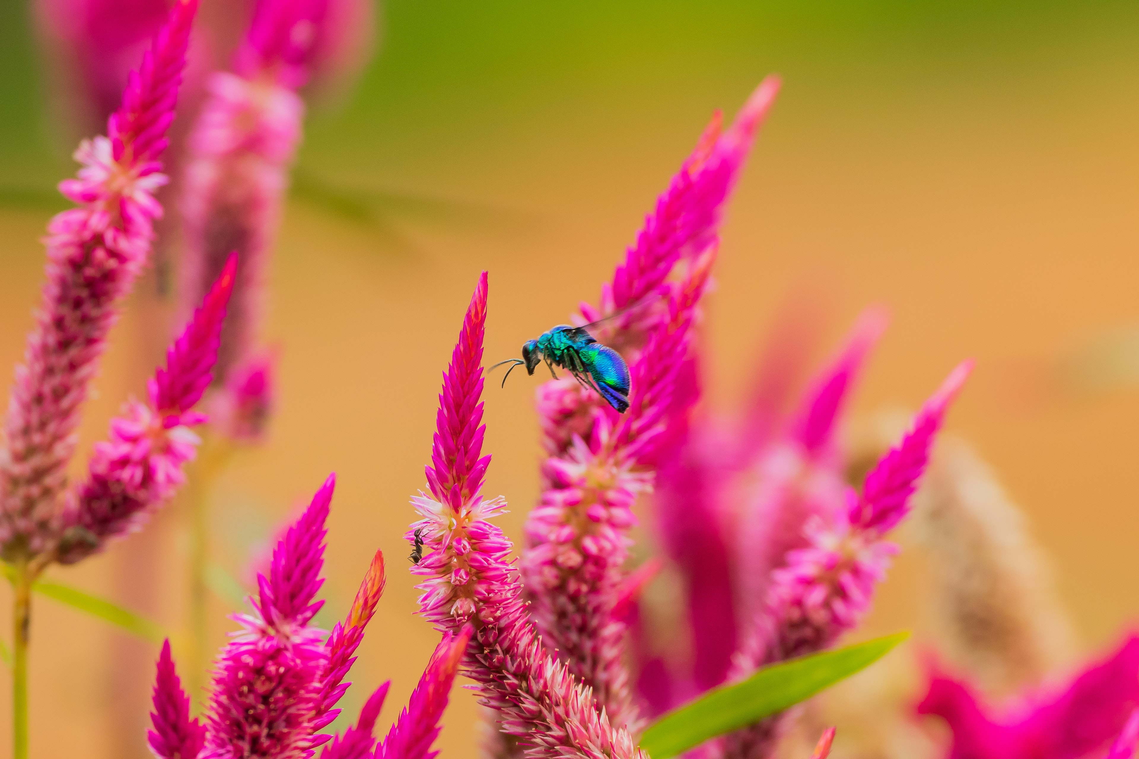 Un fiore rosa vivace con un insetto blu che si posa su di esso mostrando la bellezza della natura