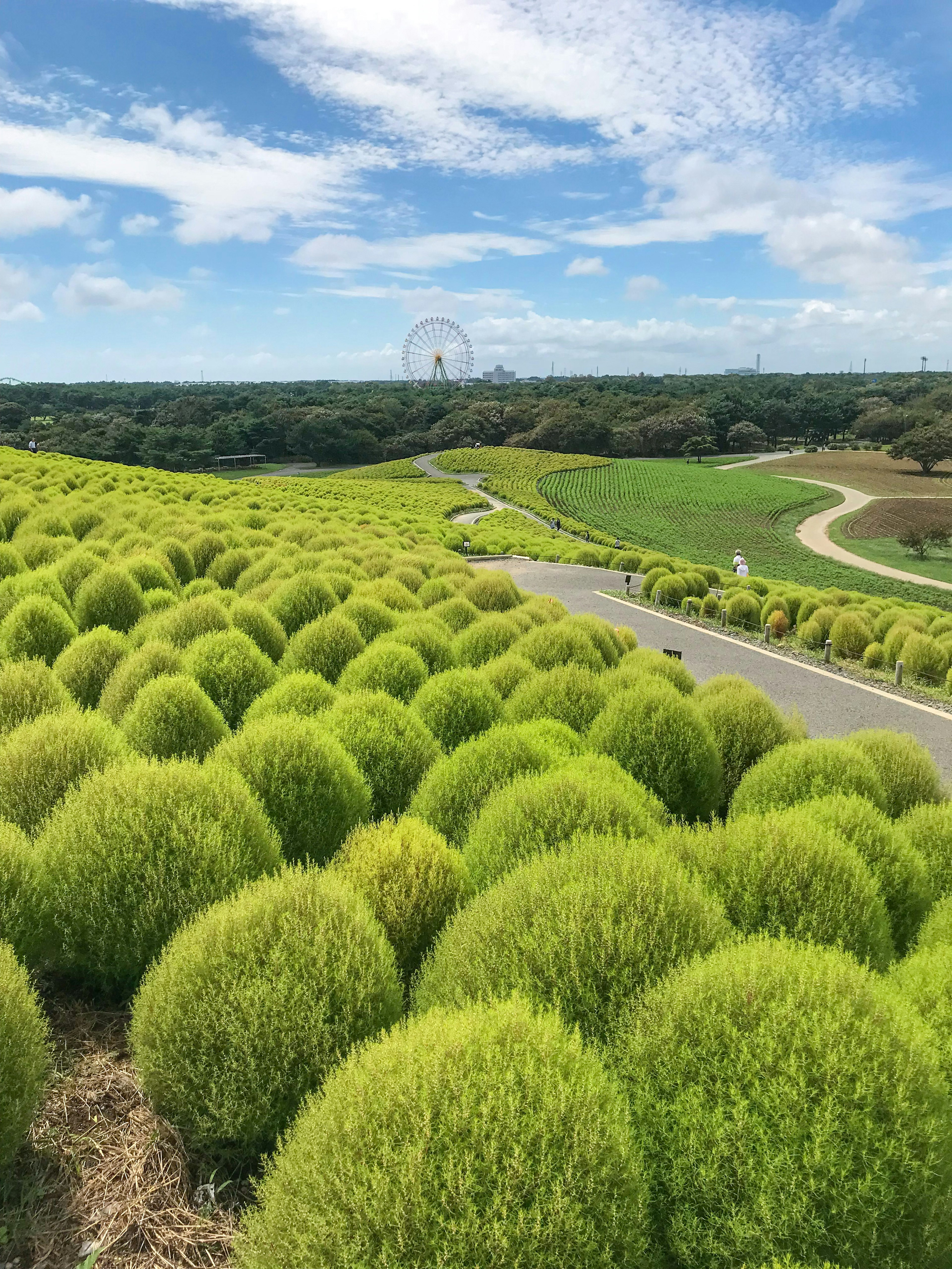 緑色の丸い植物が並ぶ丘陵地帯の景色青空と雲が広がっている