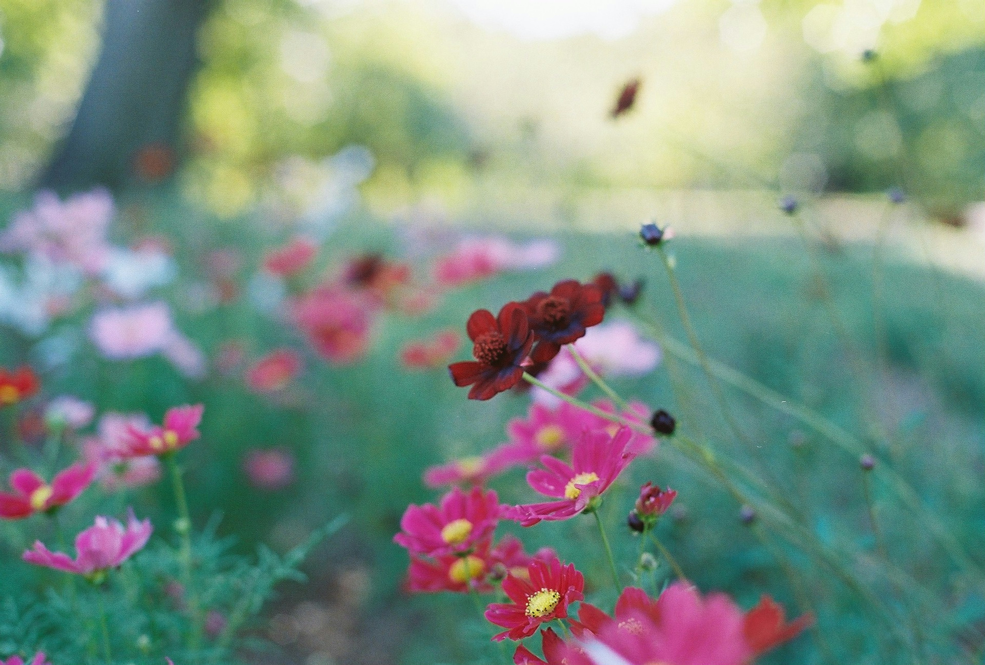 色とりどりの花が咲いている風景のクローズアップ