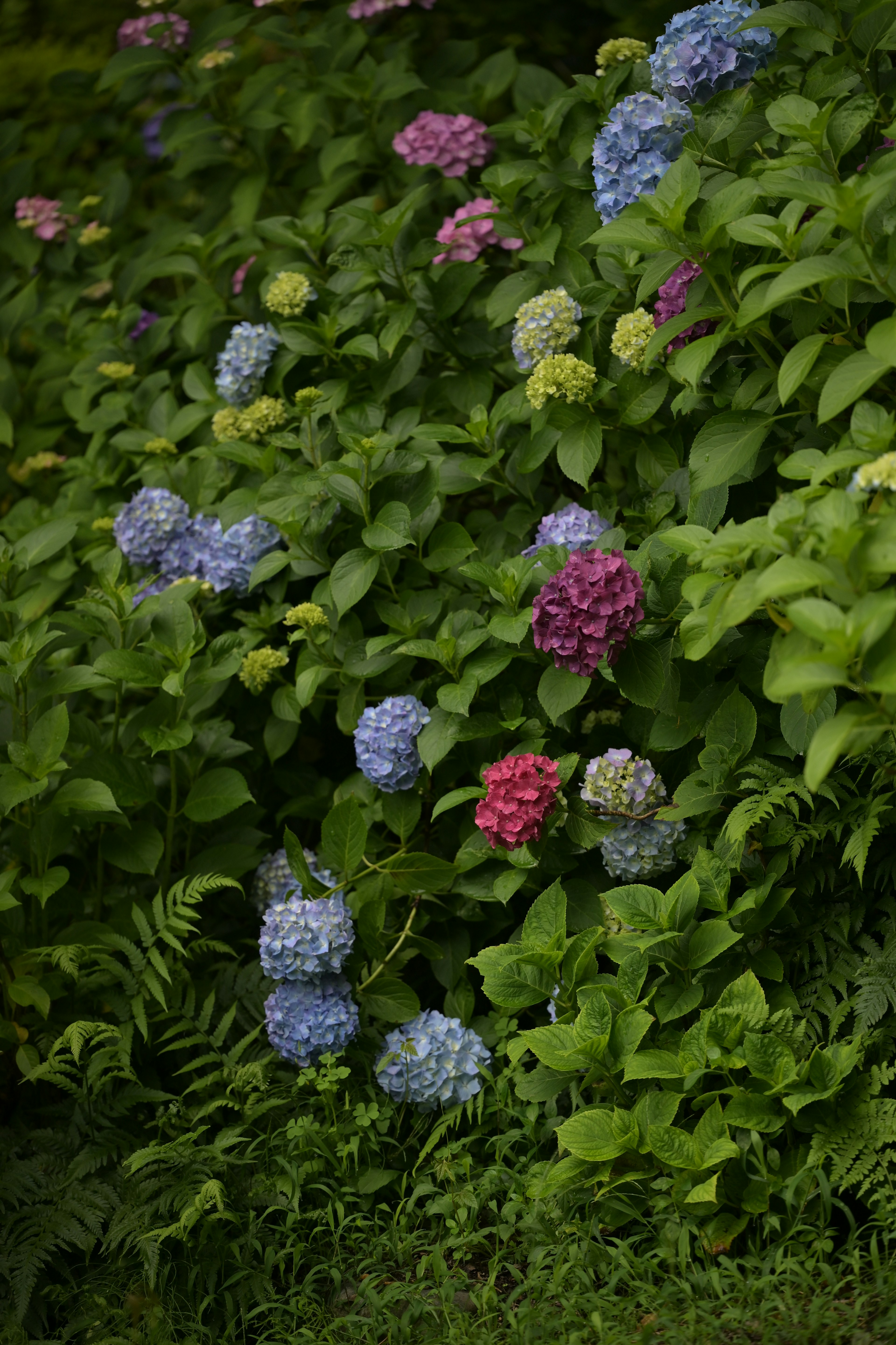 Fiori di ortensia in tonalità di blu e rosa che sbocciano tra le foglie verdi lussureggianti