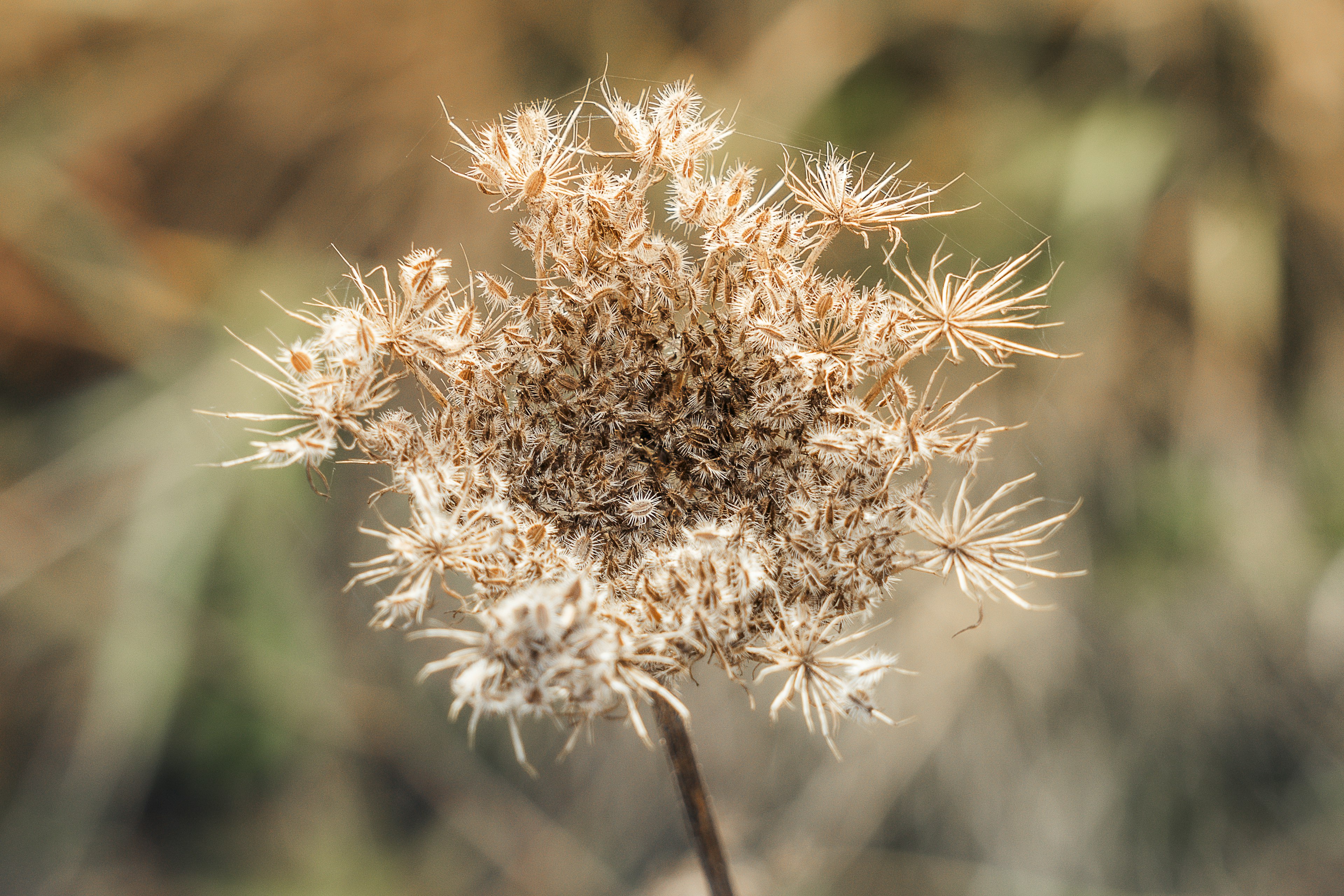 乾燥した植物の花のような形状で白い毛が特徴的