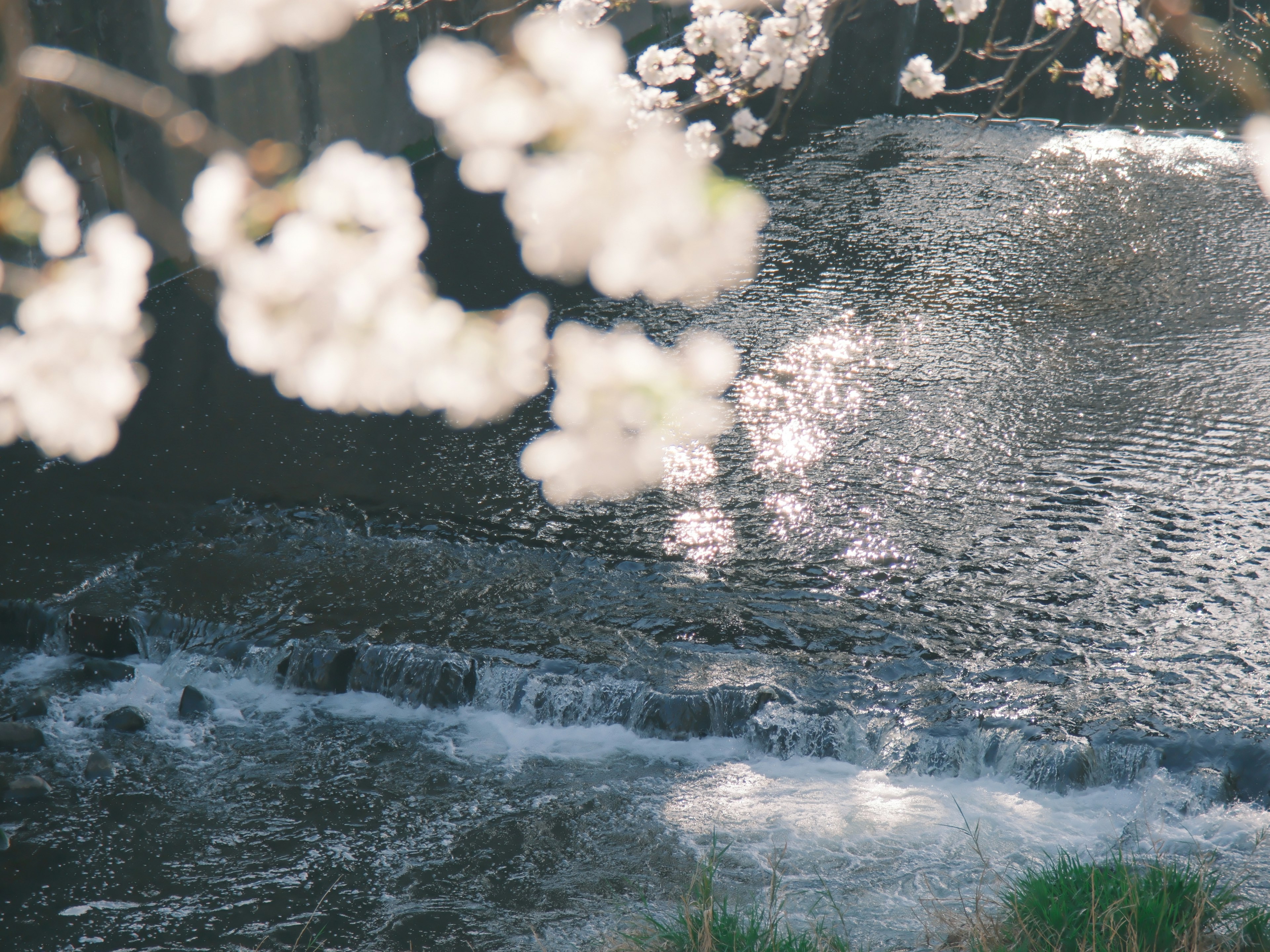 Pemandangan aliran sungai di bawah bunga sakura