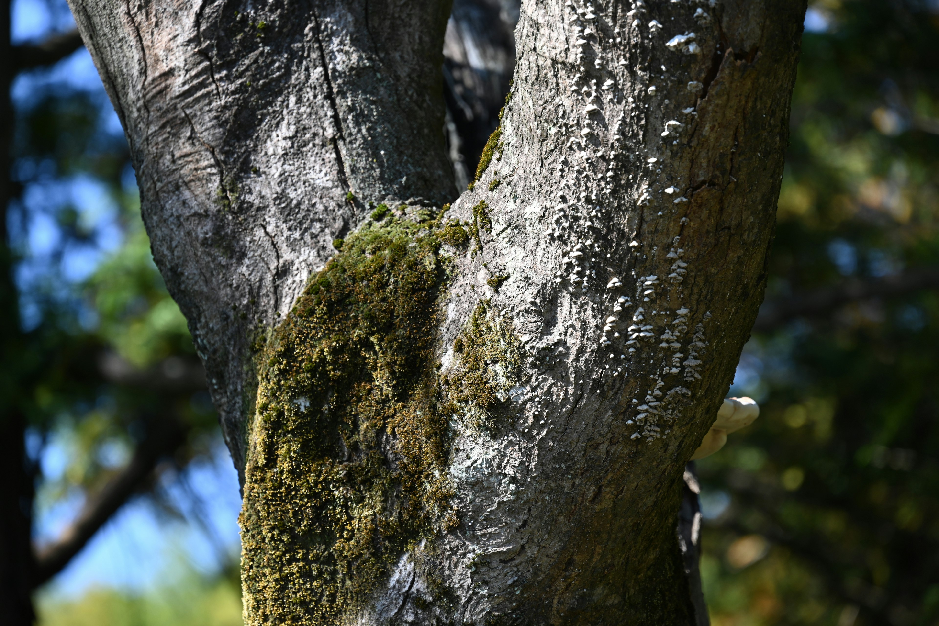 A close-up of a tree trunk with moss and unique texture