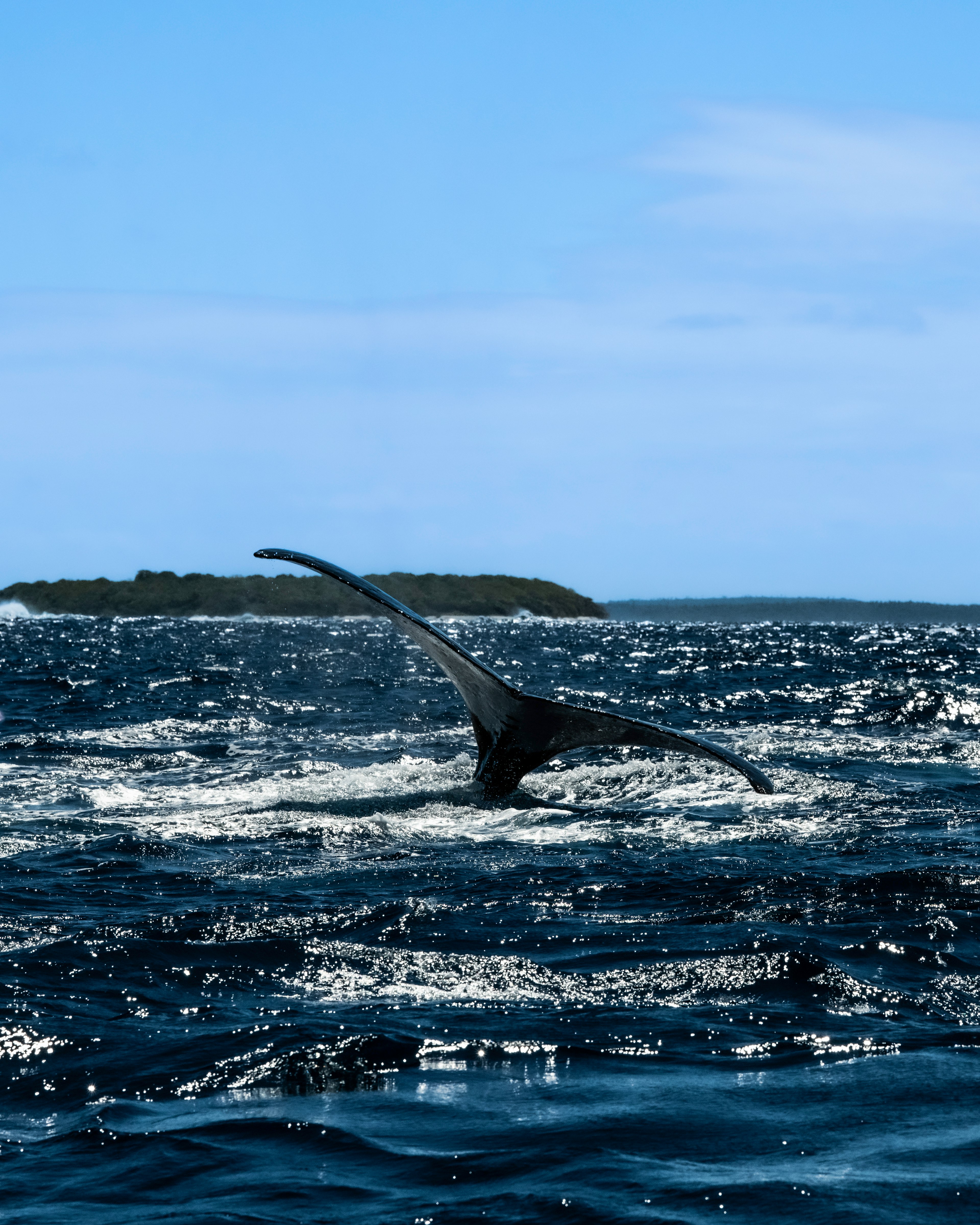 海の中でクジラの尾ひれが水面から出ている風景