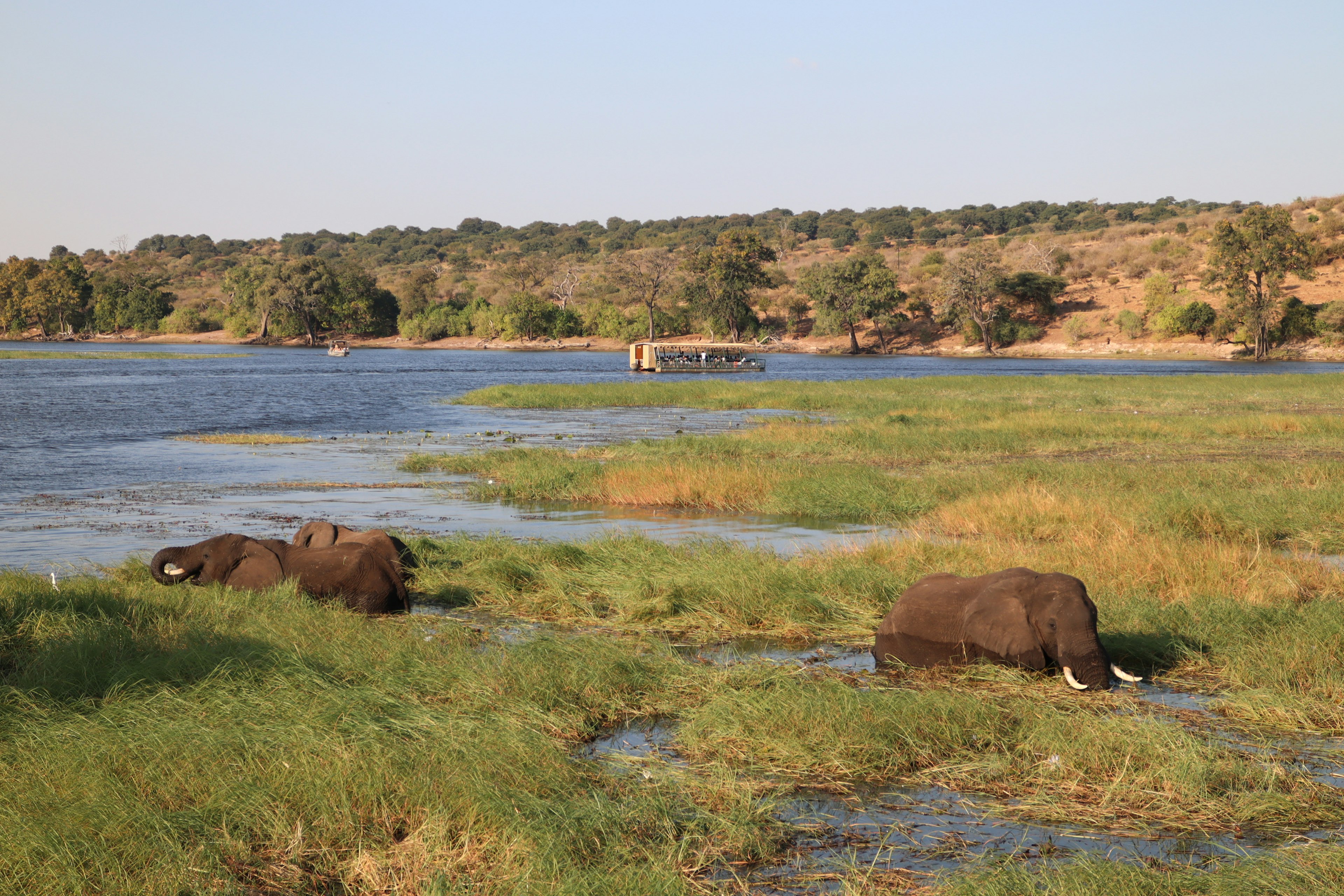 Two elephants resting in a grassy area by a calm water surface