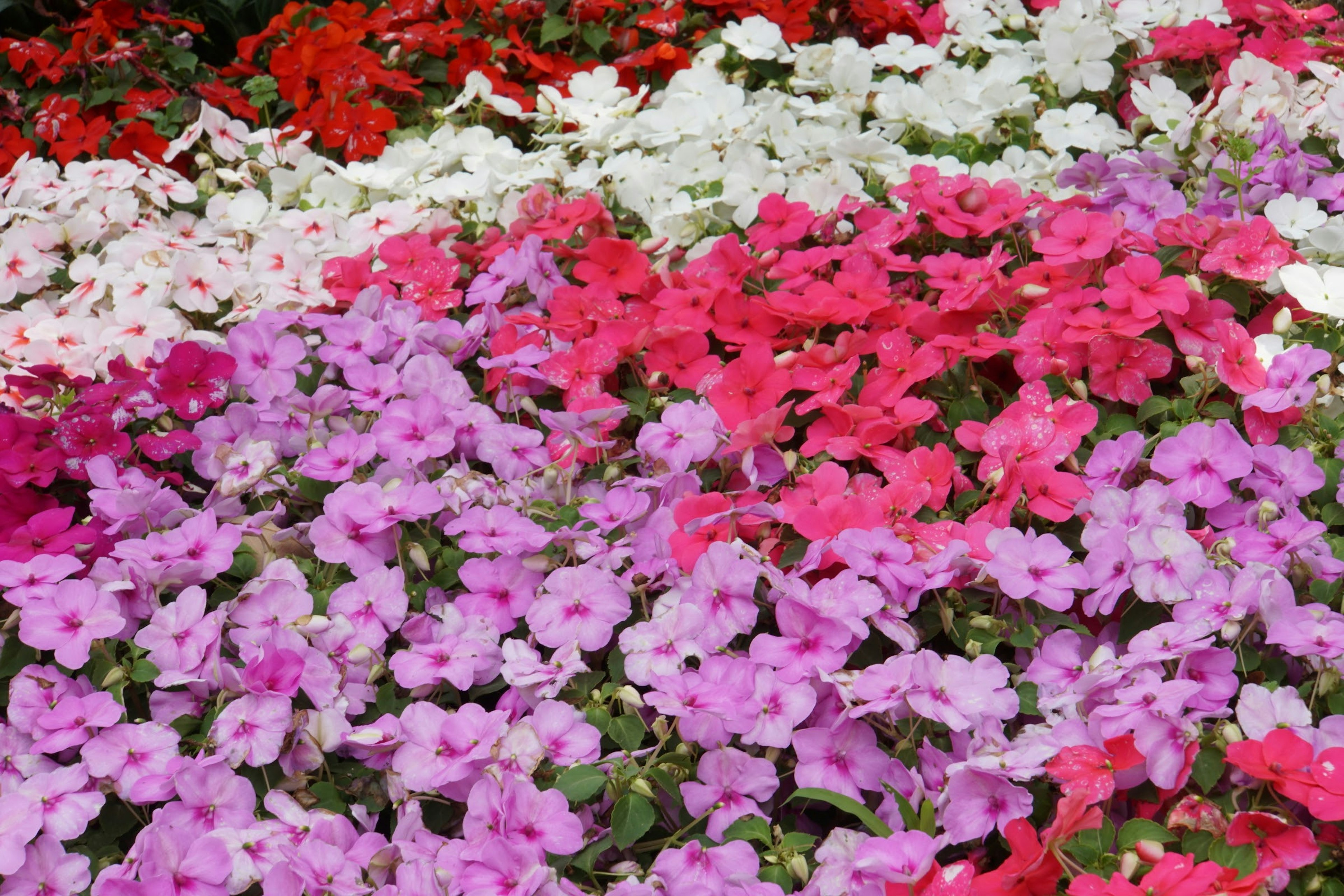 Vibrant bed of colorful impatiens flowers in various shades