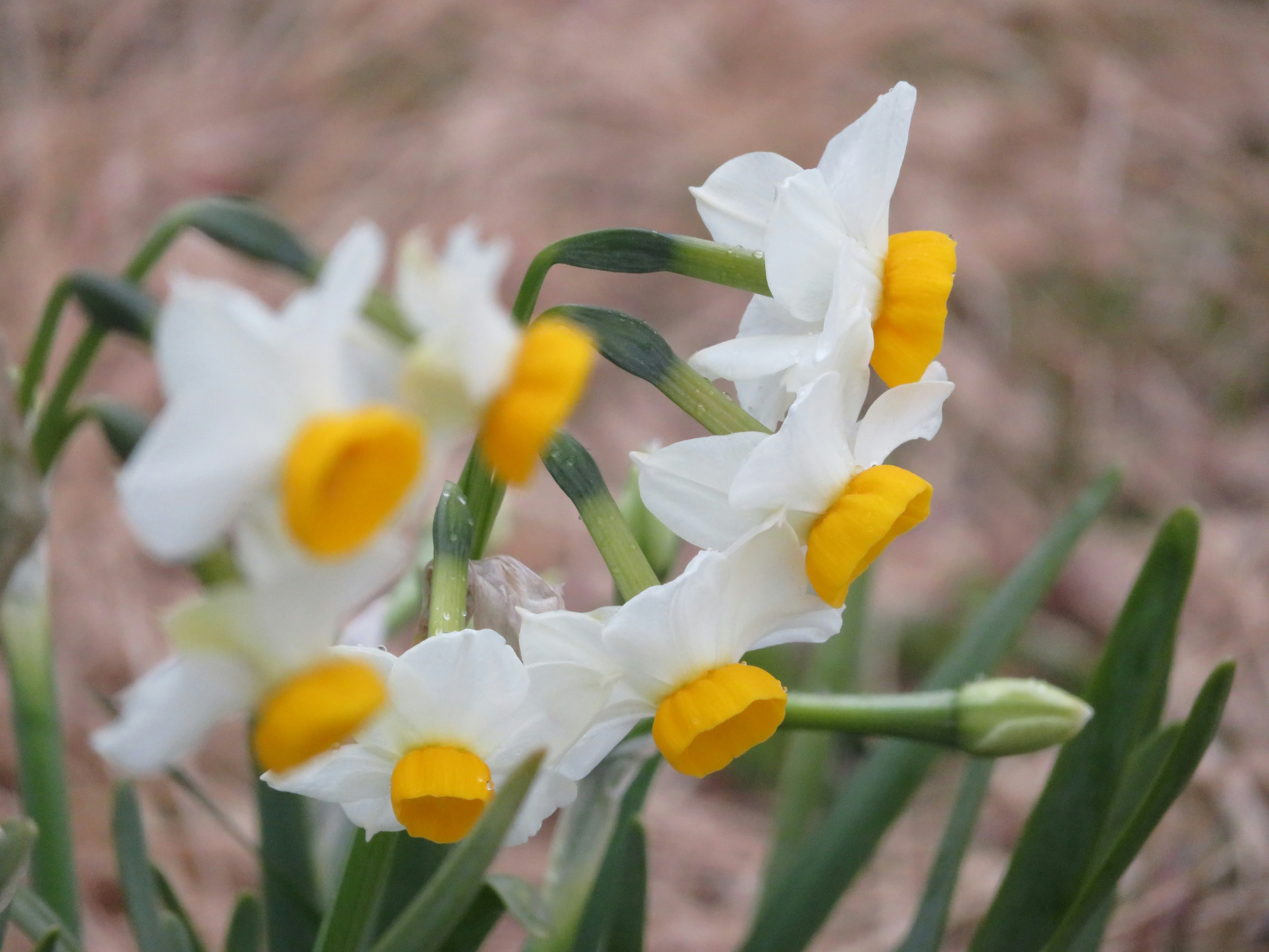 Fiori di narciso con petali bianchi e centri gialli in fiore