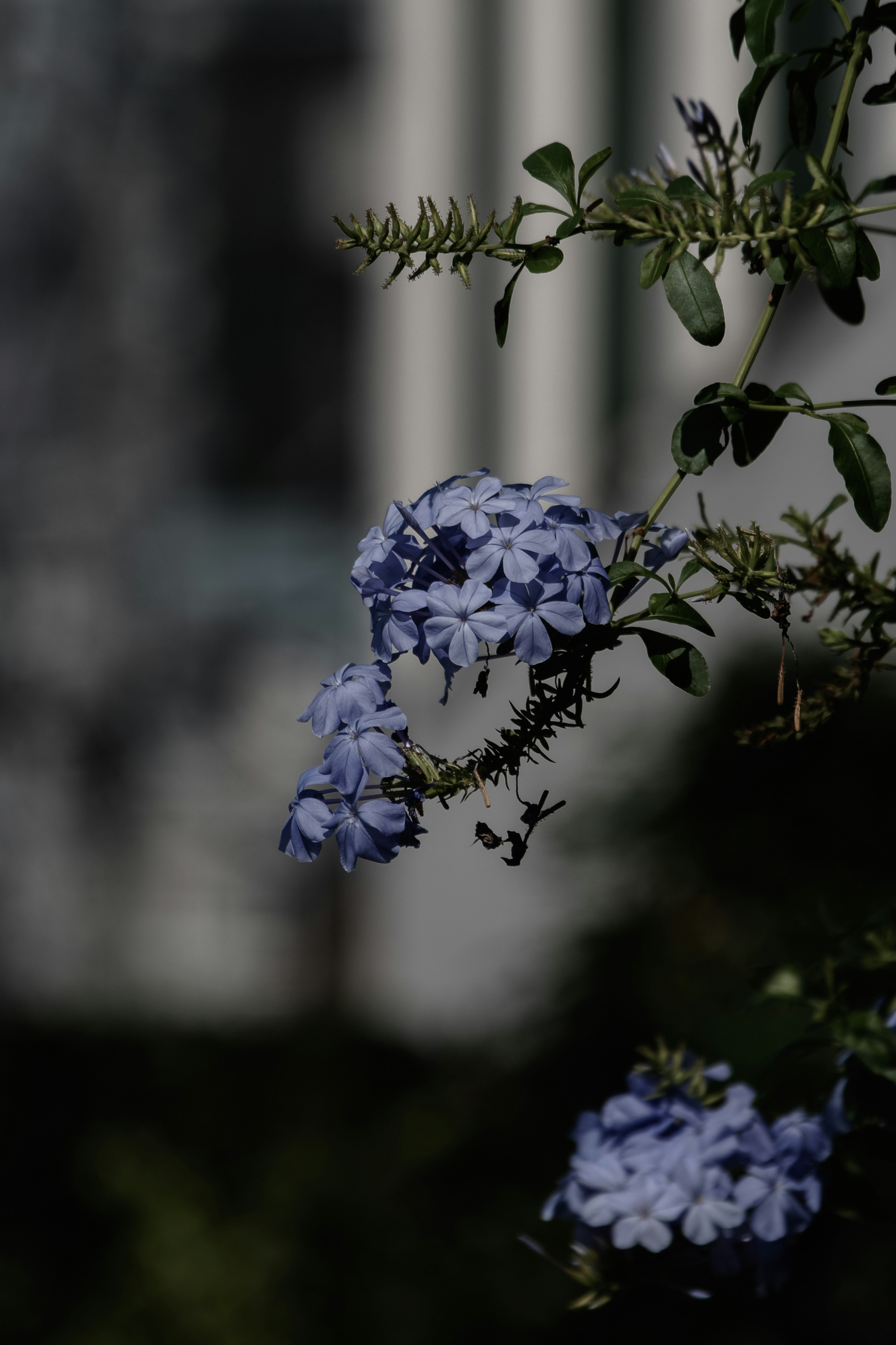 淡蓝色花朵与暗色背景的对比