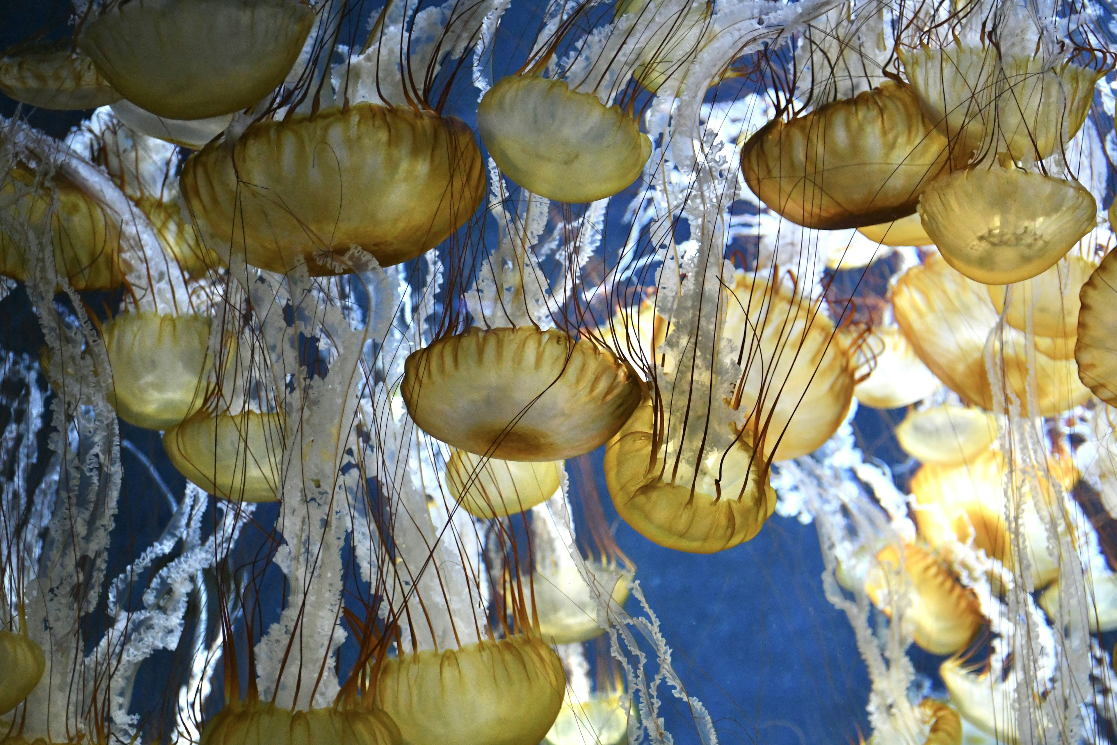 A group of jellyfish floating in water with translucent tentacles