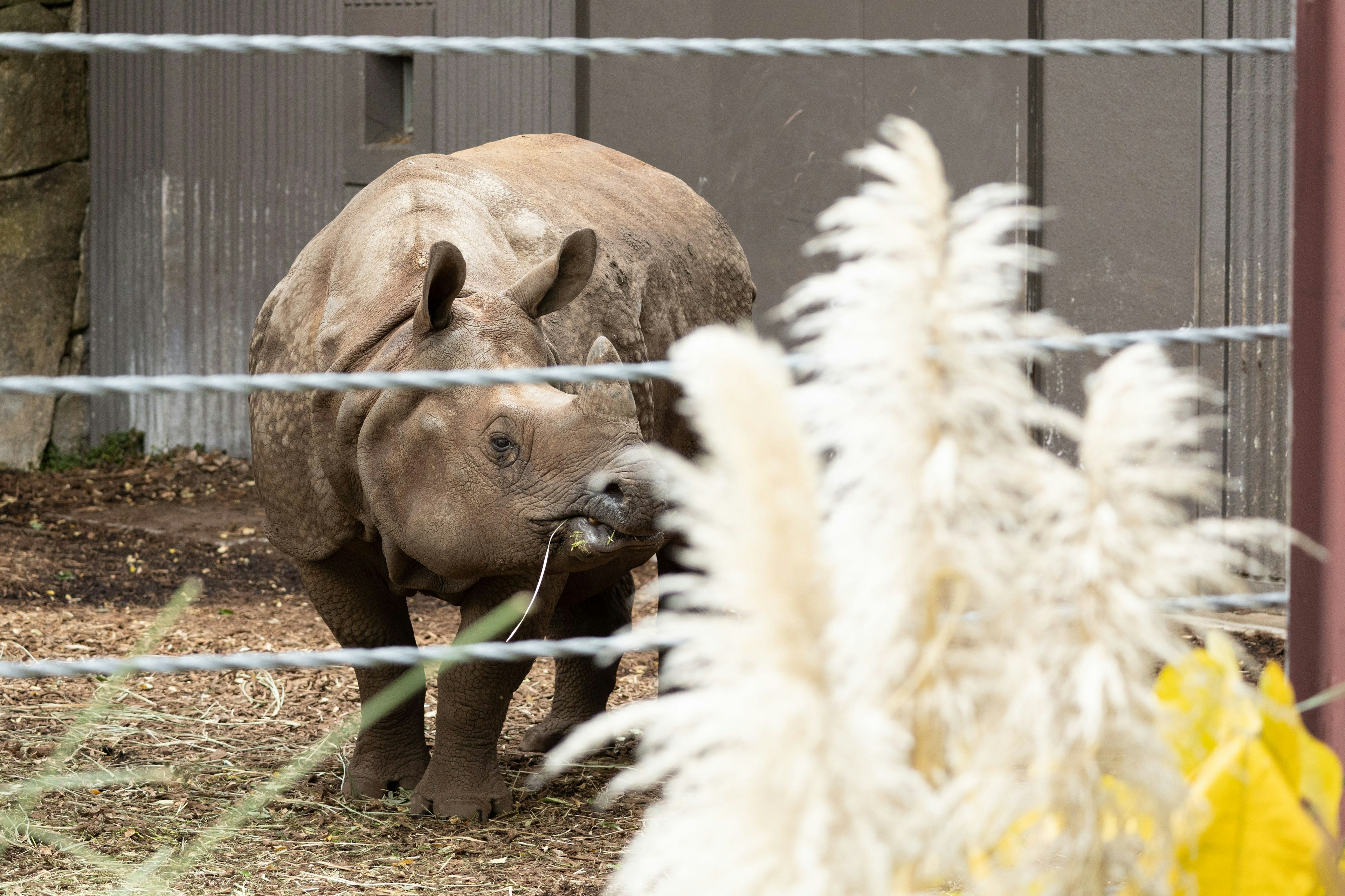 Un jeune rhinocéros mangeant de l'herbe dans un zoo