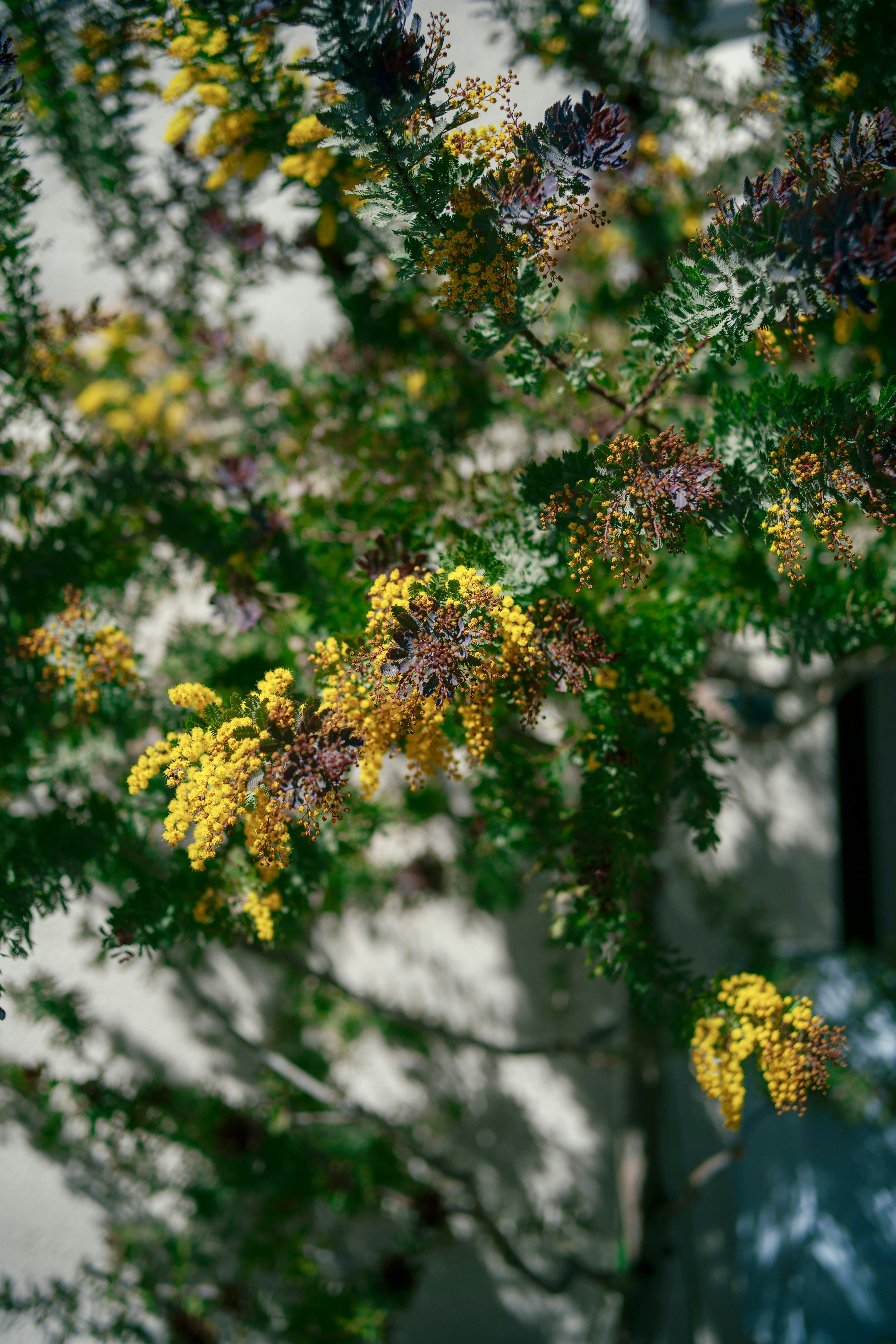 鮮やかな黄色の花を持つ植物の枝と緑の葉