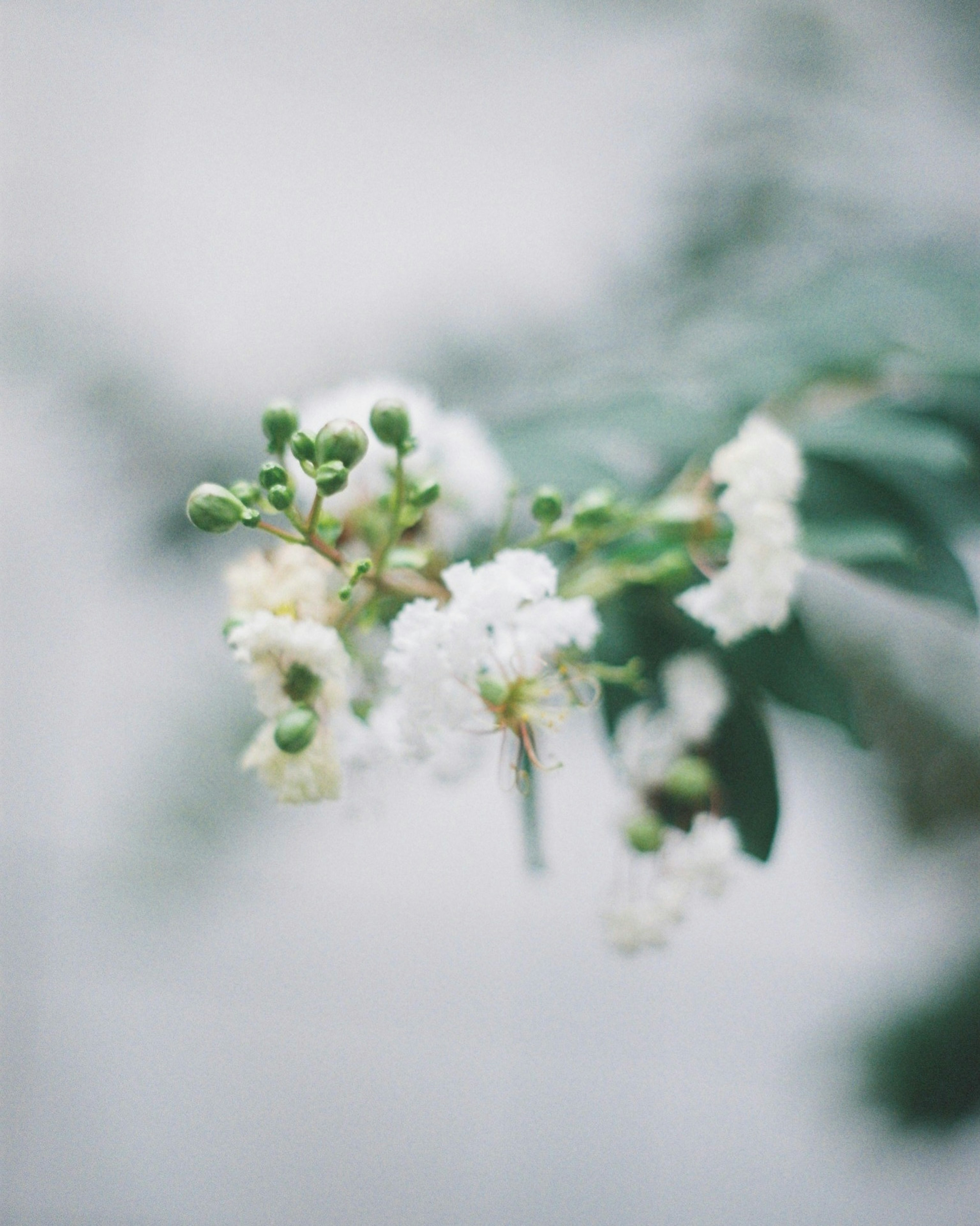 白い花とつぼみがある柔らかい背景の画像