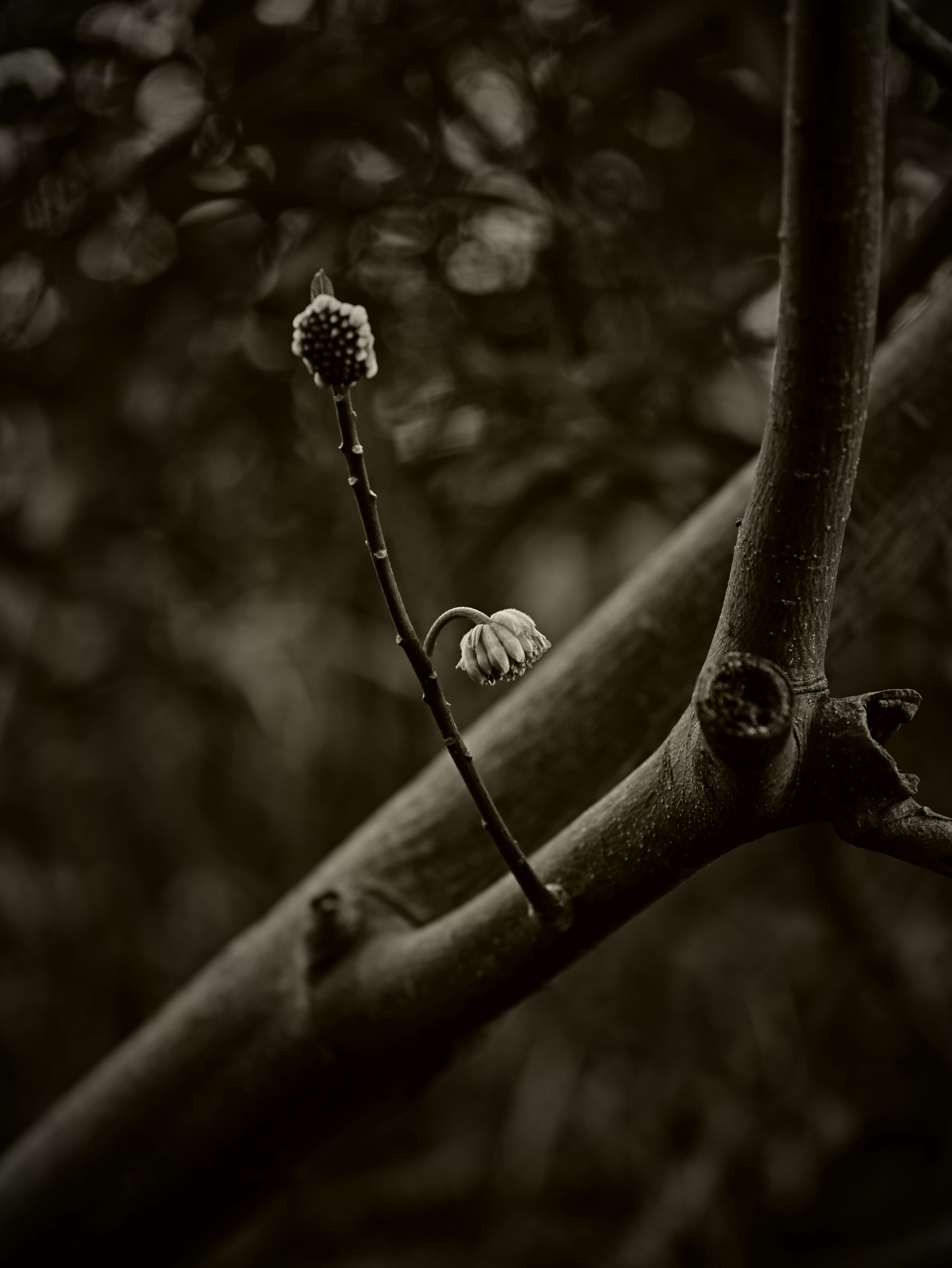 Foto en blanco y negro de brotes en una rama