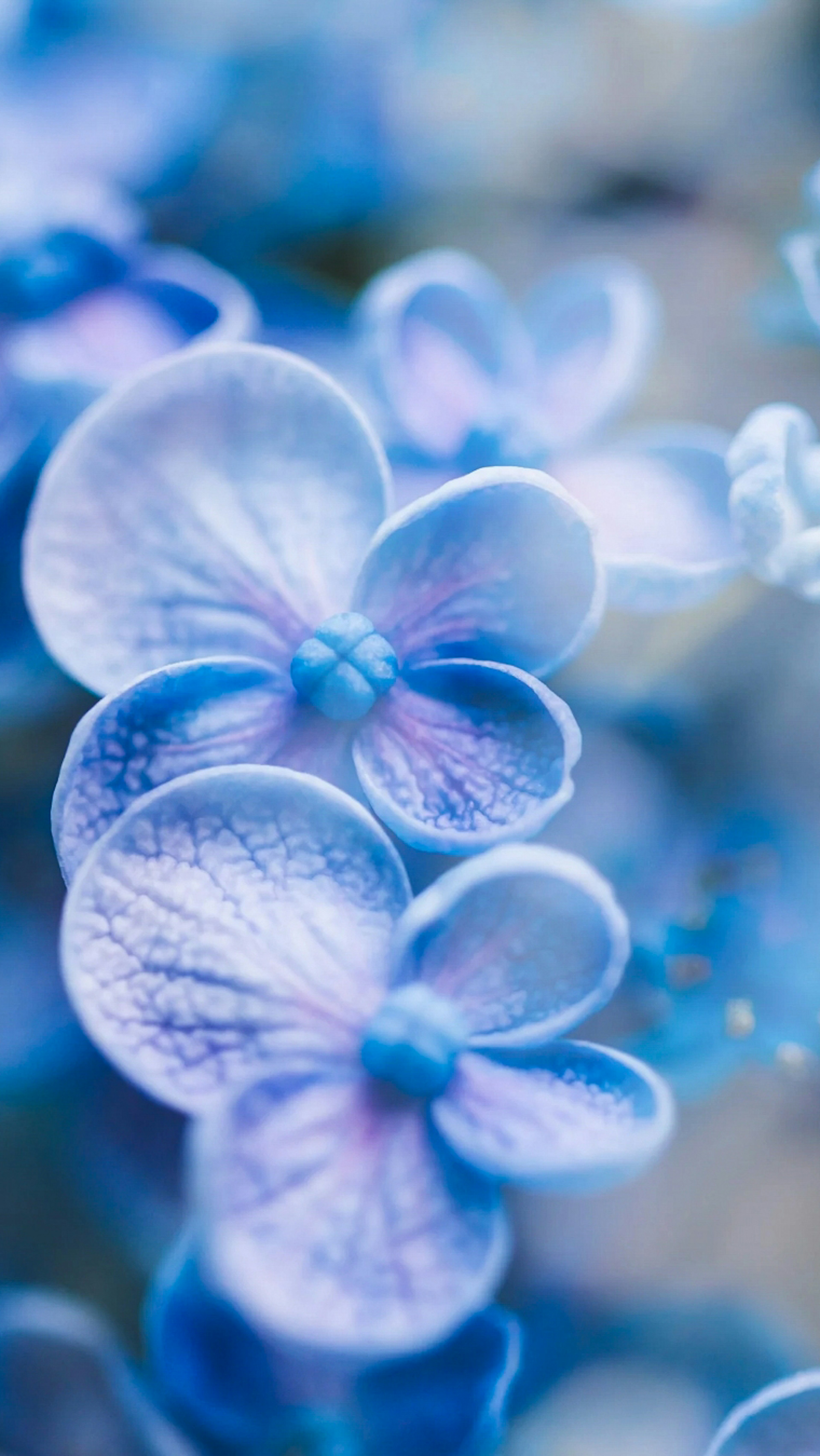 青色の花びらが美しい花のクローズアップ写真