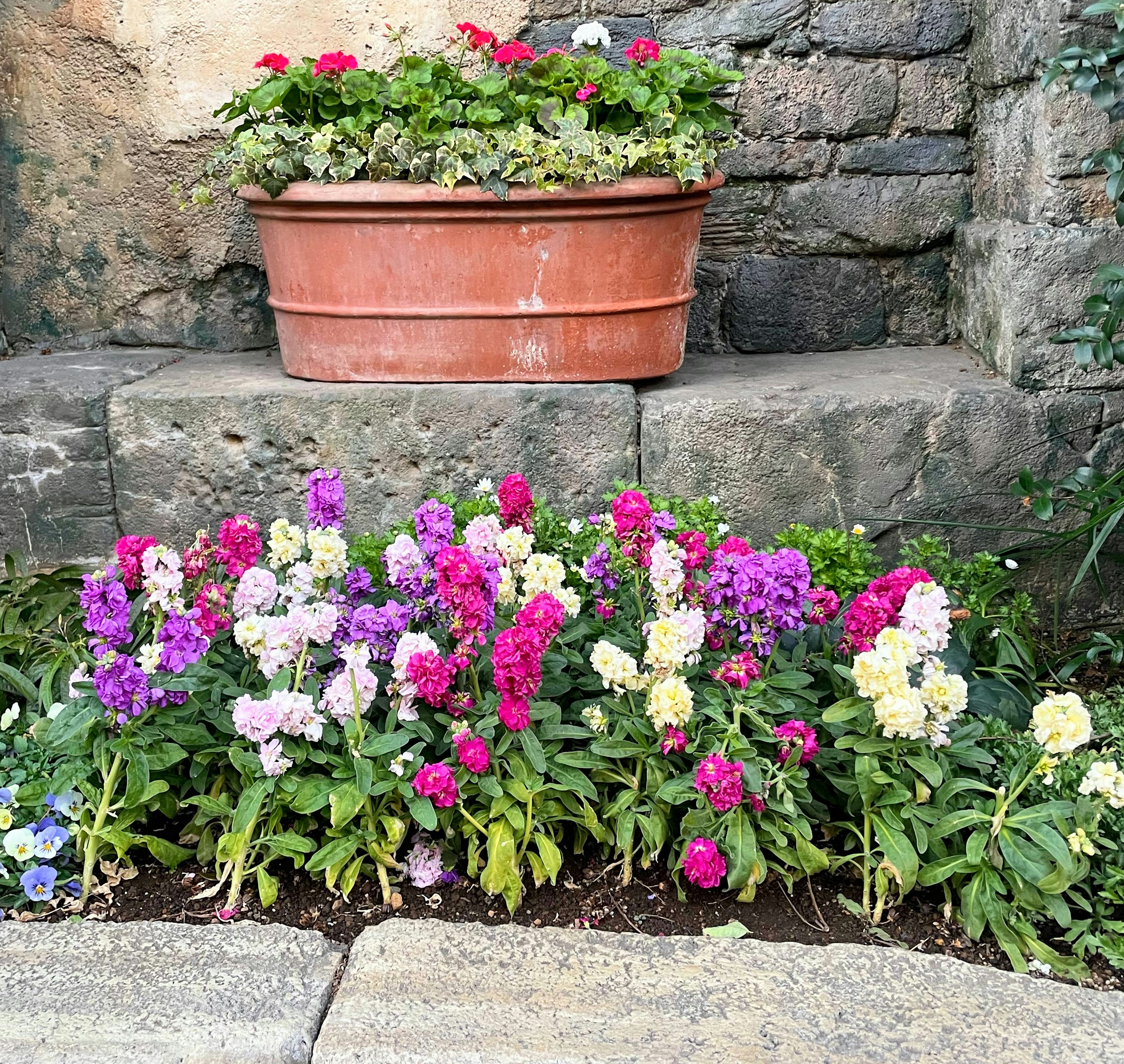 Fleurs colorées épanouies dans un jardin Un pot de fleurs repose sur un mur en pierre