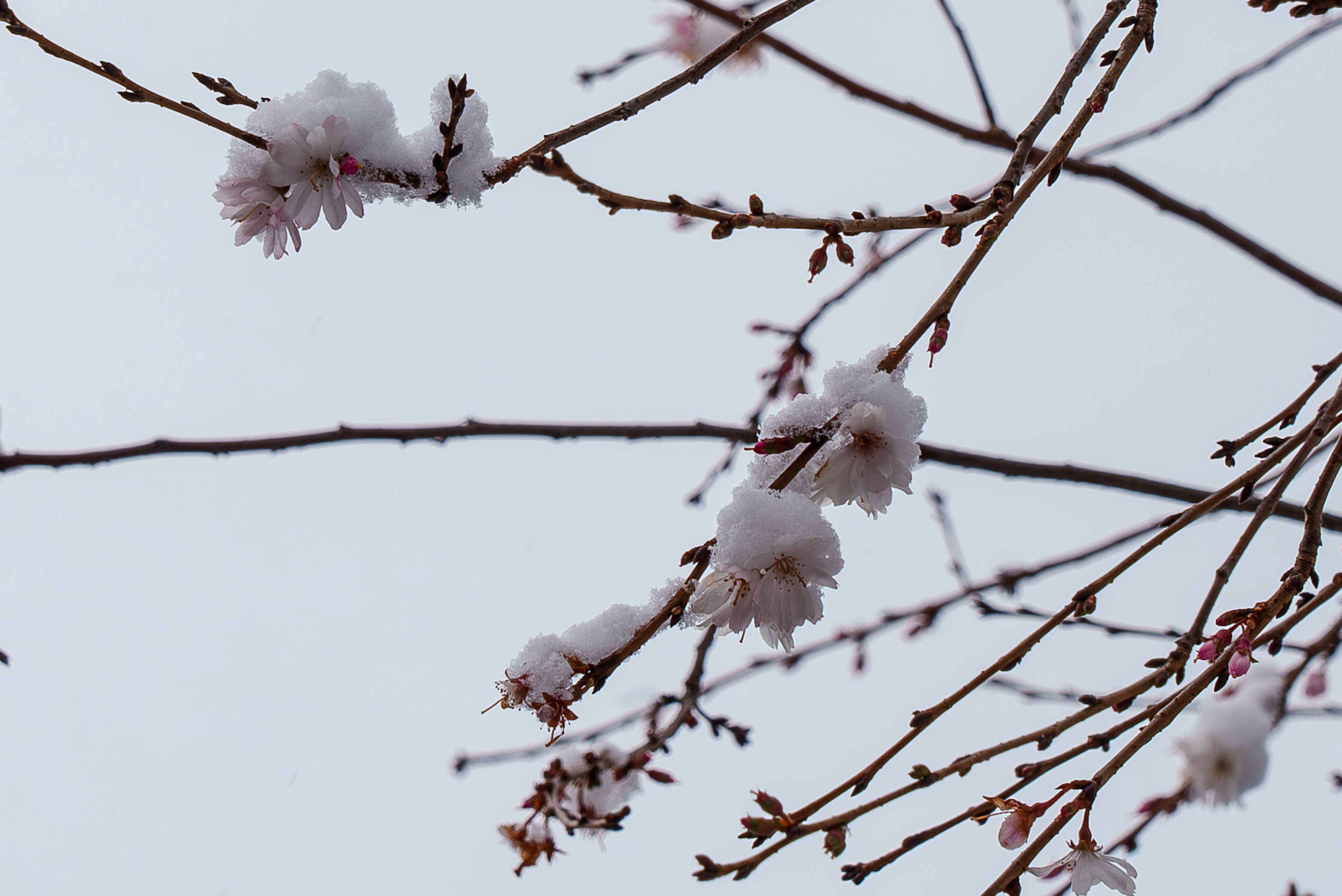 Nahaufnahme von Kirschblüten und Ästen, die mit Schnee bedeckt sind