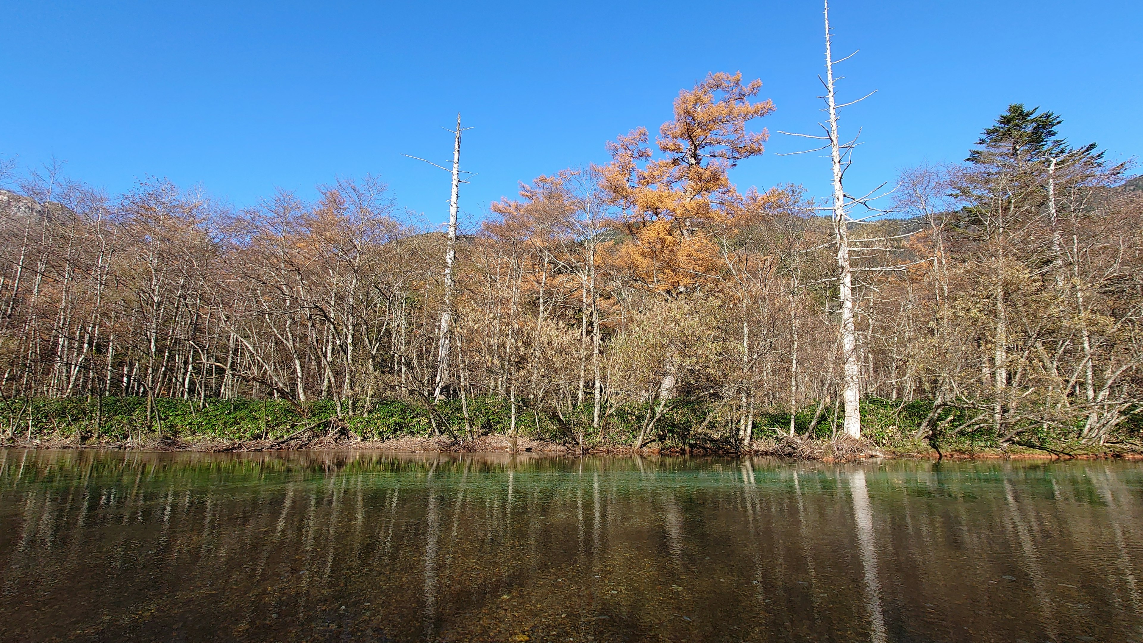 Un paysage paisible au bord d'un lac avec des arbres nus et un ciel bleu clair