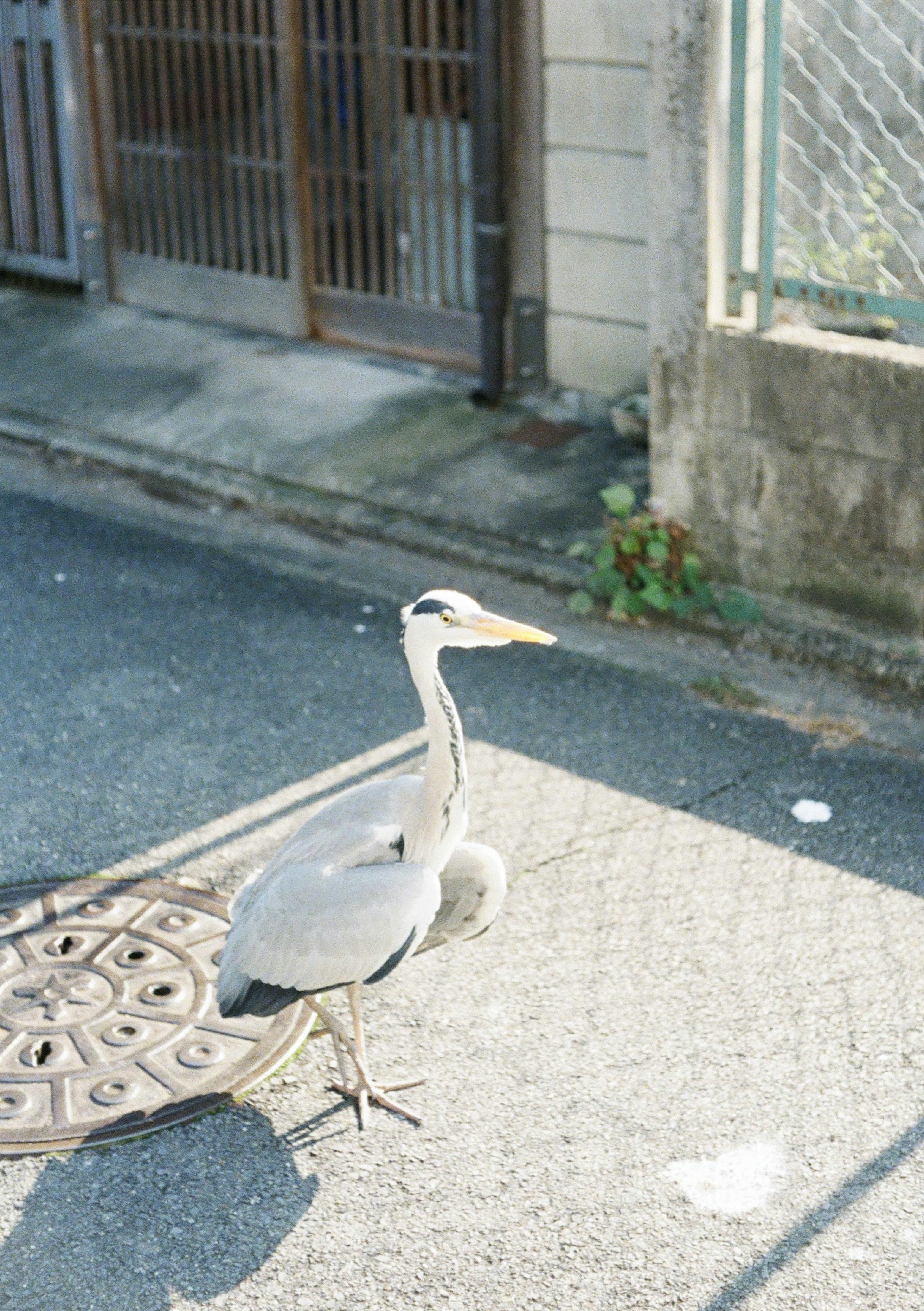 街の通りに立つ灰色のサギ