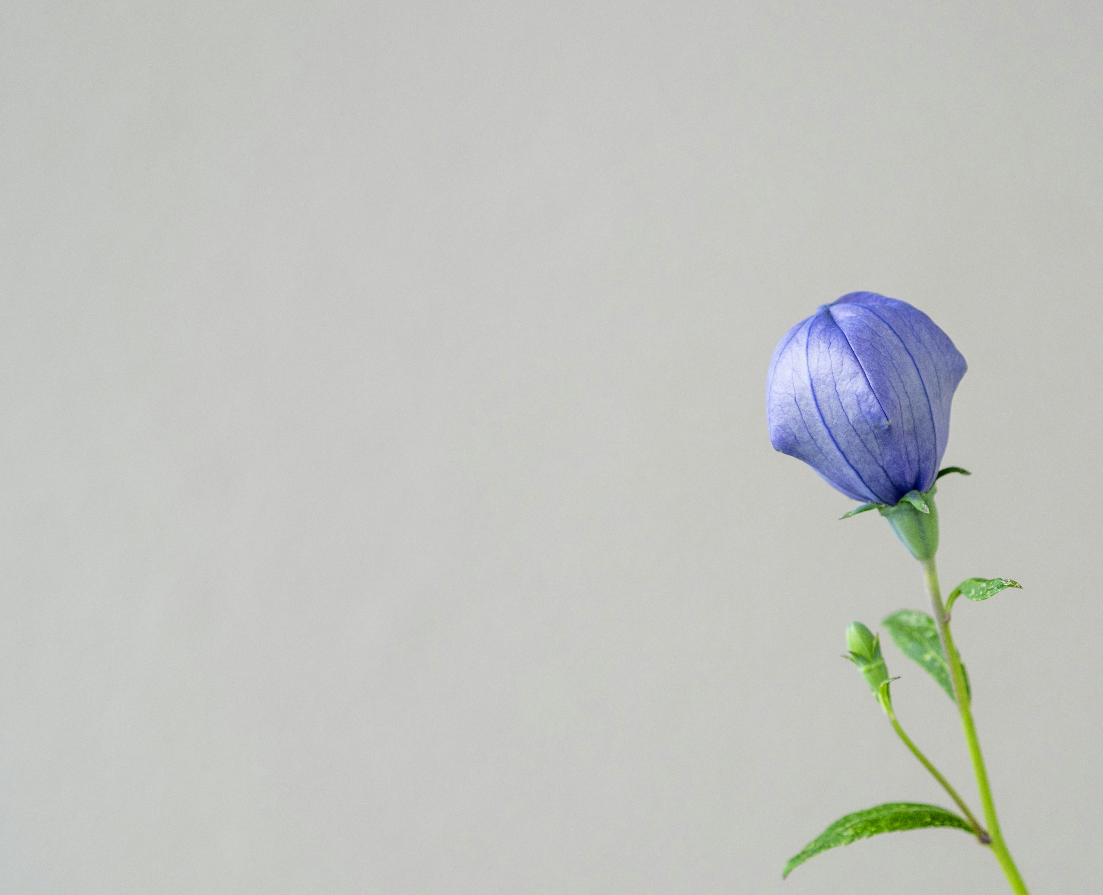 Un bouton de fleur bleue se tenant contre un fond doux