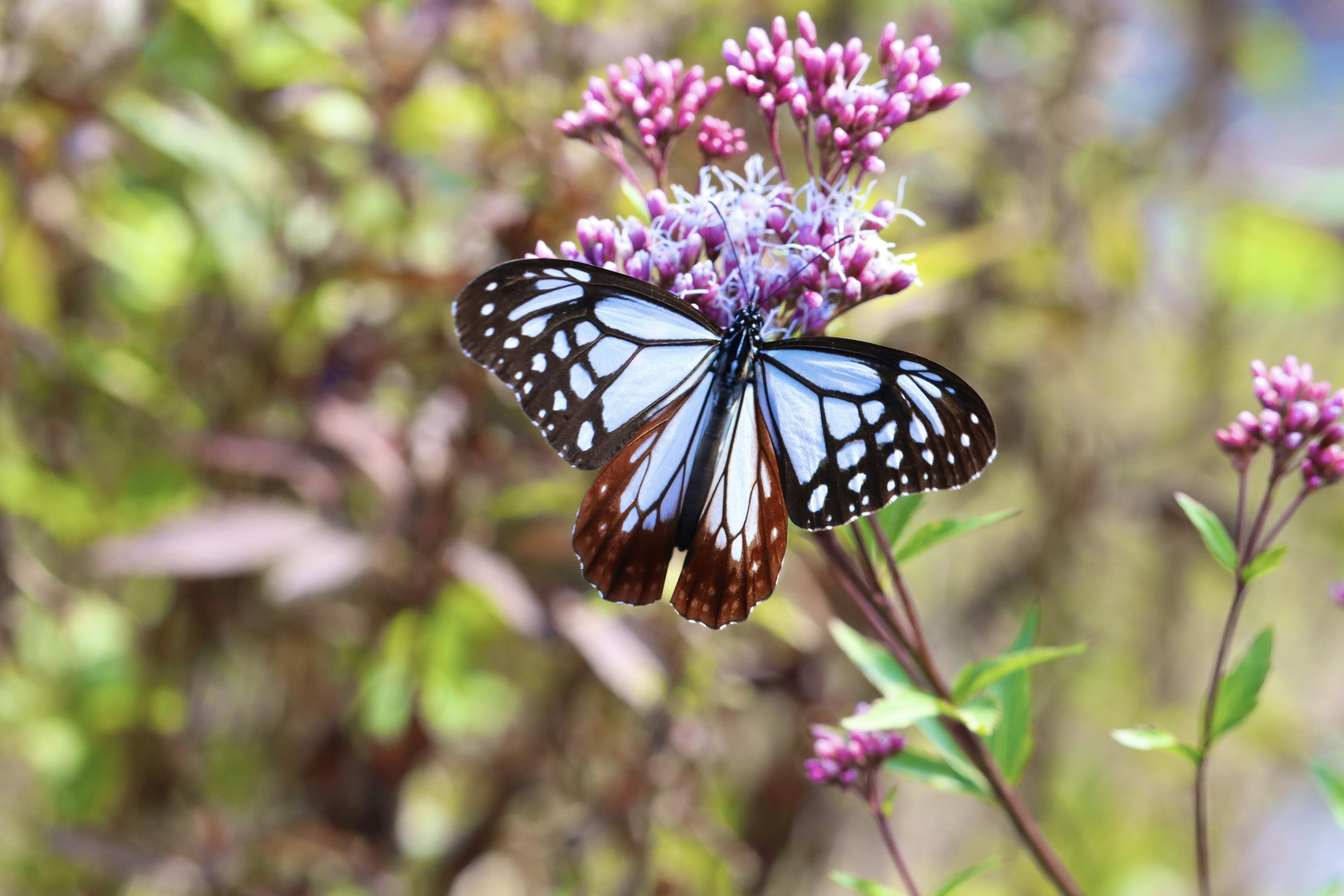 Un papillon posé sur des fleurs violettes dans un cadre magnifique