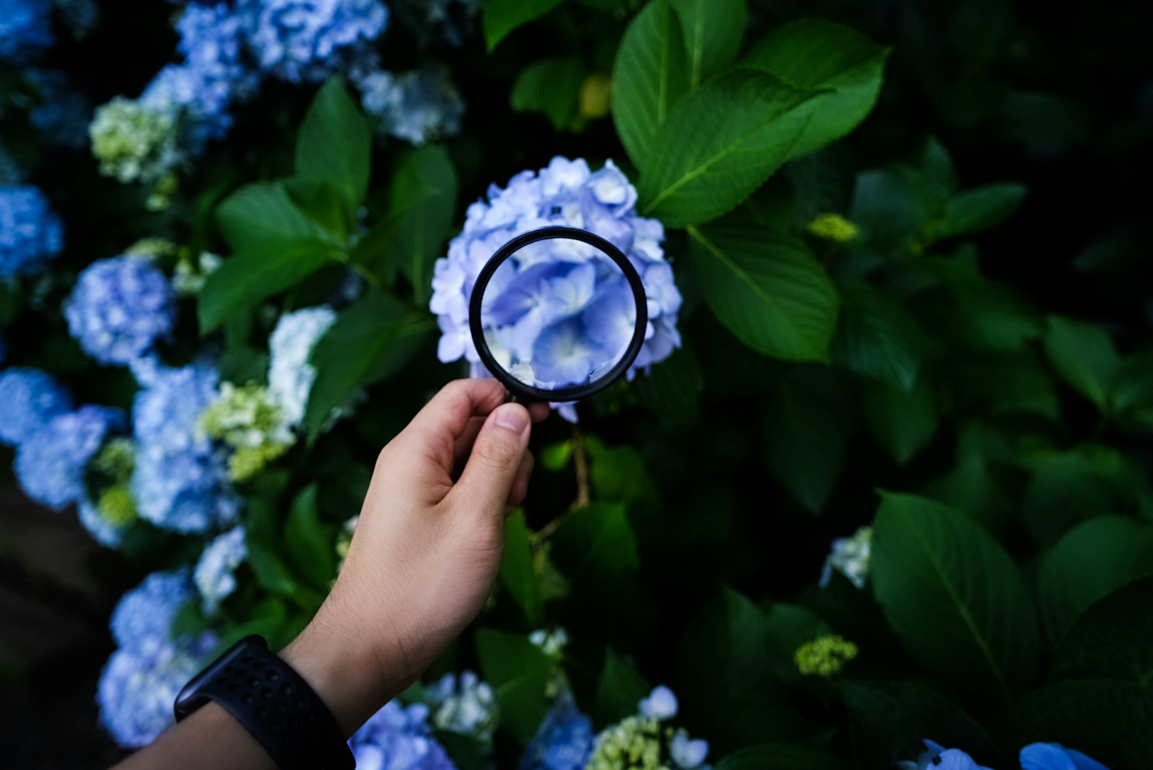 Une main tenant une loupe examinant une fleur bleue entourée de feuilles vertes