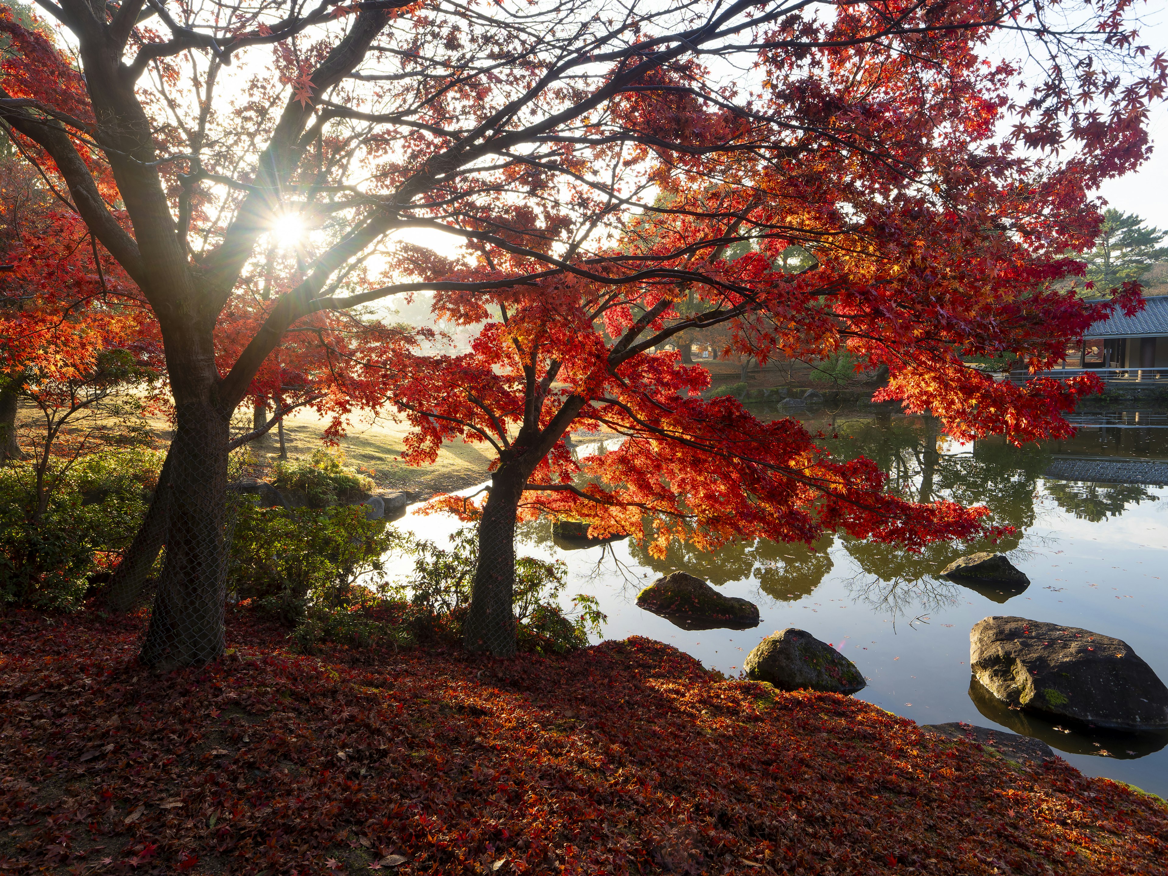 秋の紅葉が映える池の風景