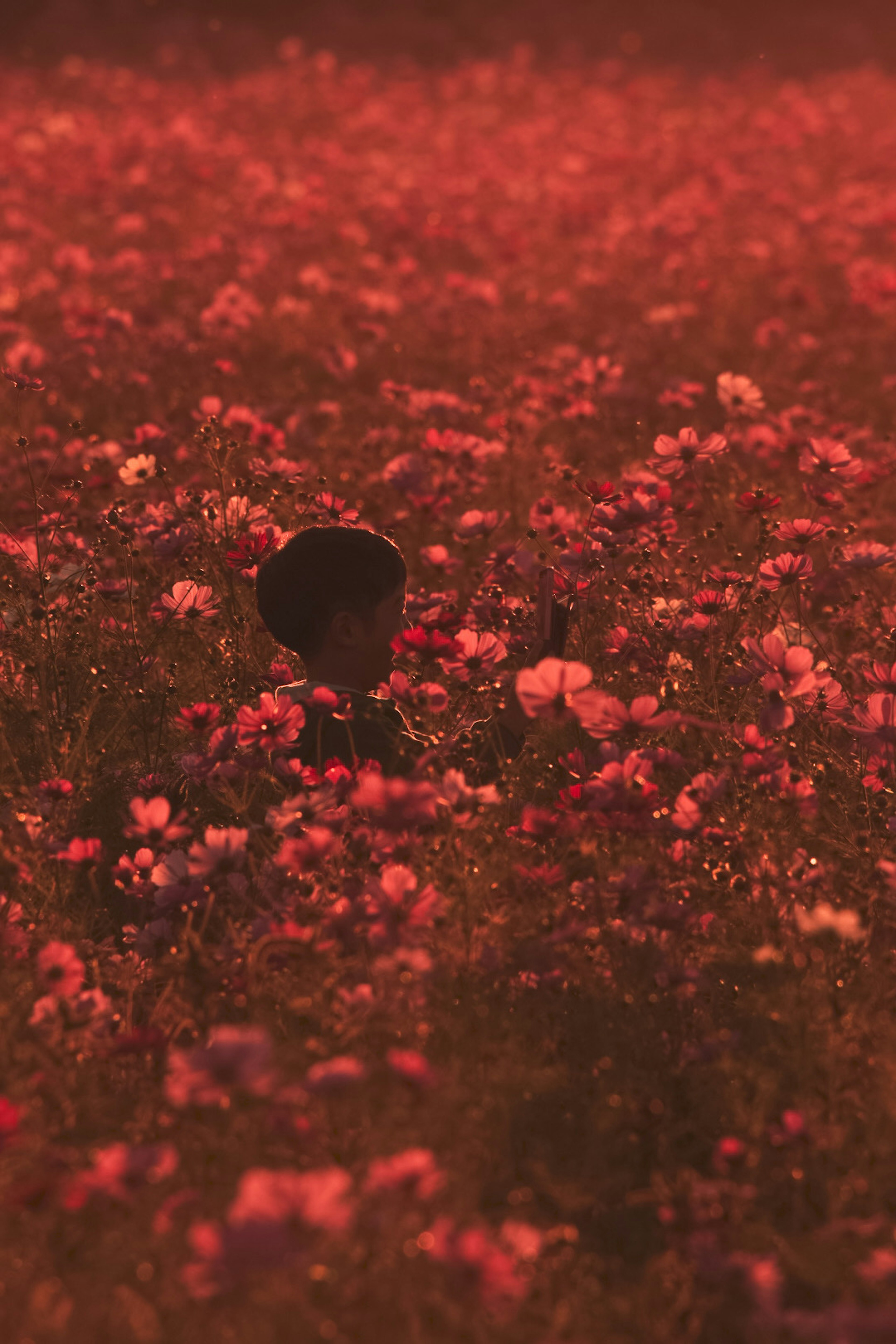 Silhouette einer Person umgeben von roten Blumen