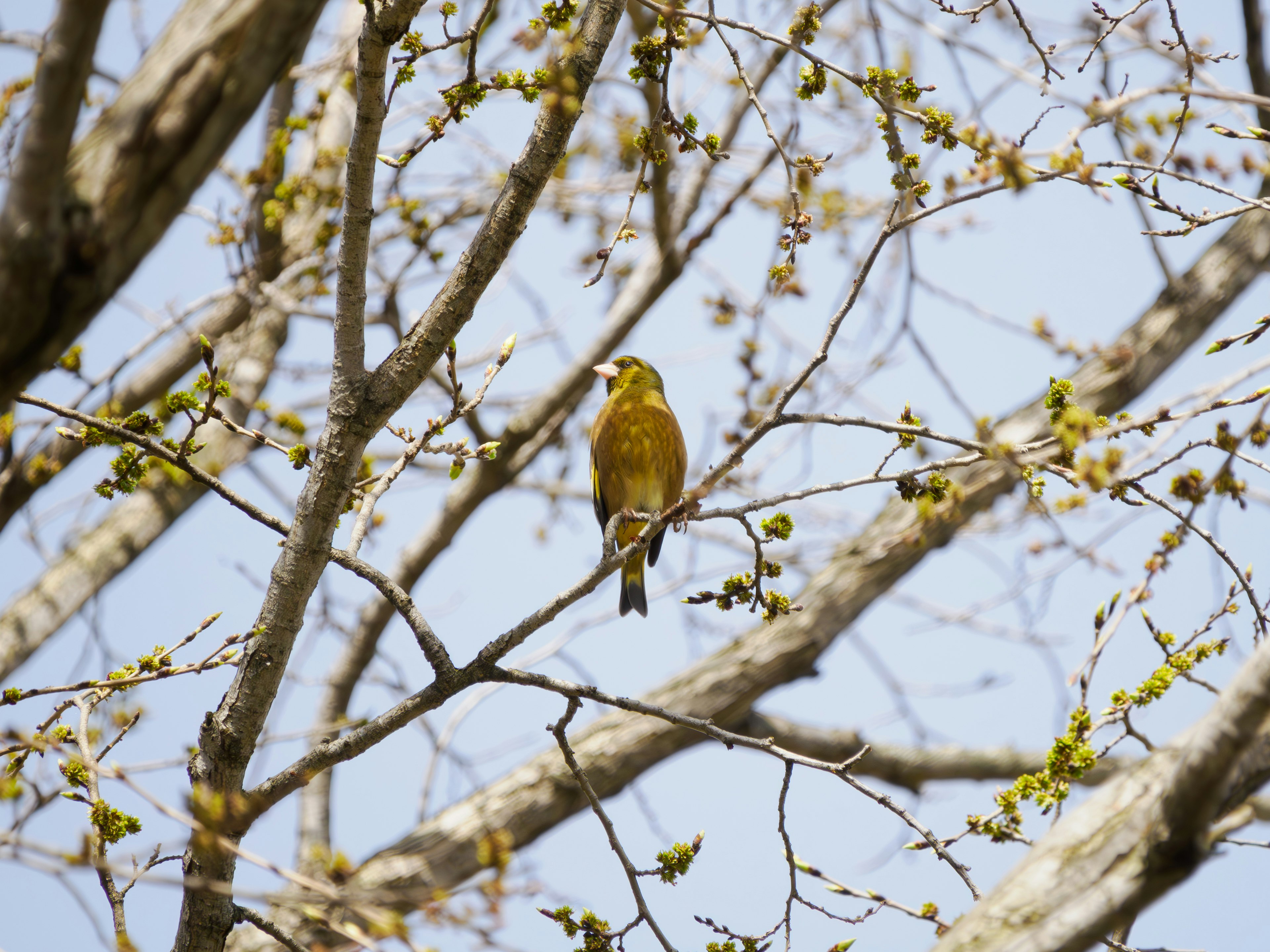 Image d'un oiseau jaune perché sur une branche d'arbre