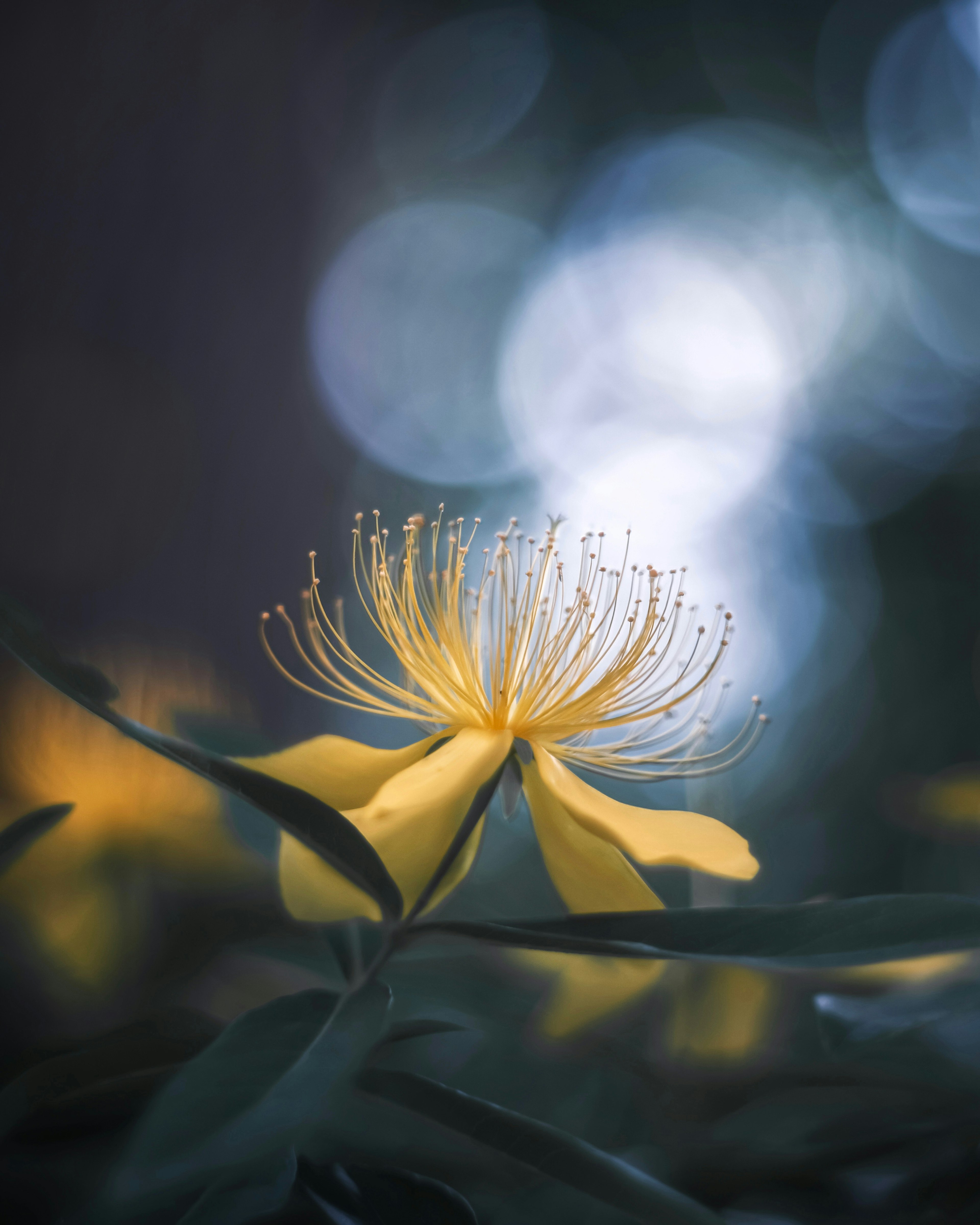 Gelbe Blume mit langen Staubfäden vor unscharfem blauen Hintergrund