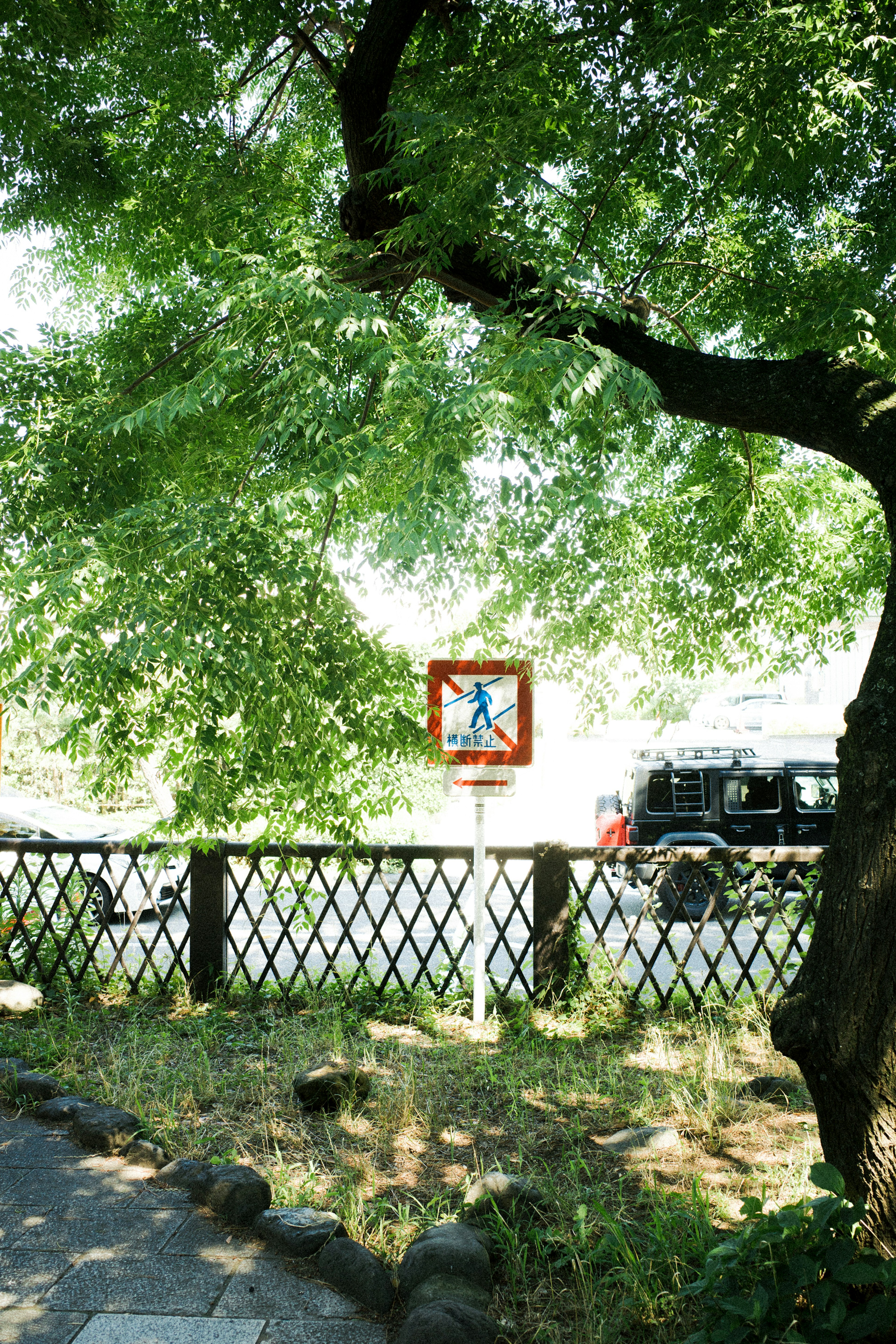 A green tree with lush leaves framing a pedestrian sign in a serene setting