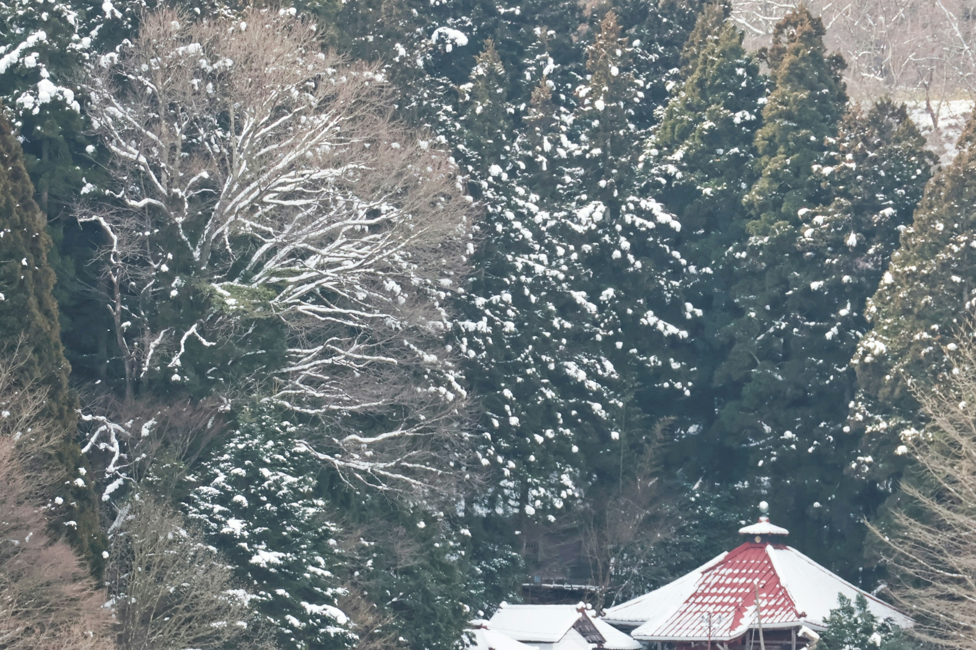 雪に覆われた木々と赤い屋根の建物がある冬の風景