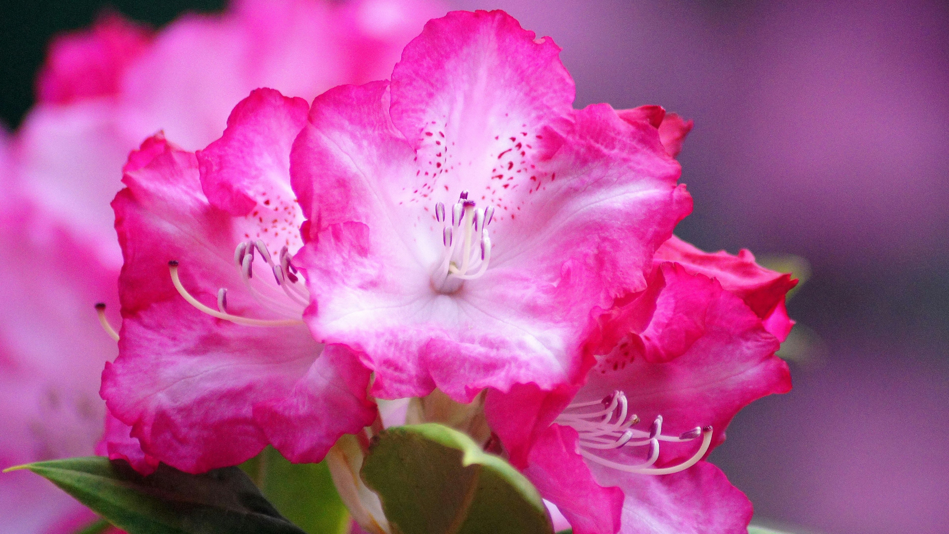 Kedekatan bunga rhododendron pink yang cerah