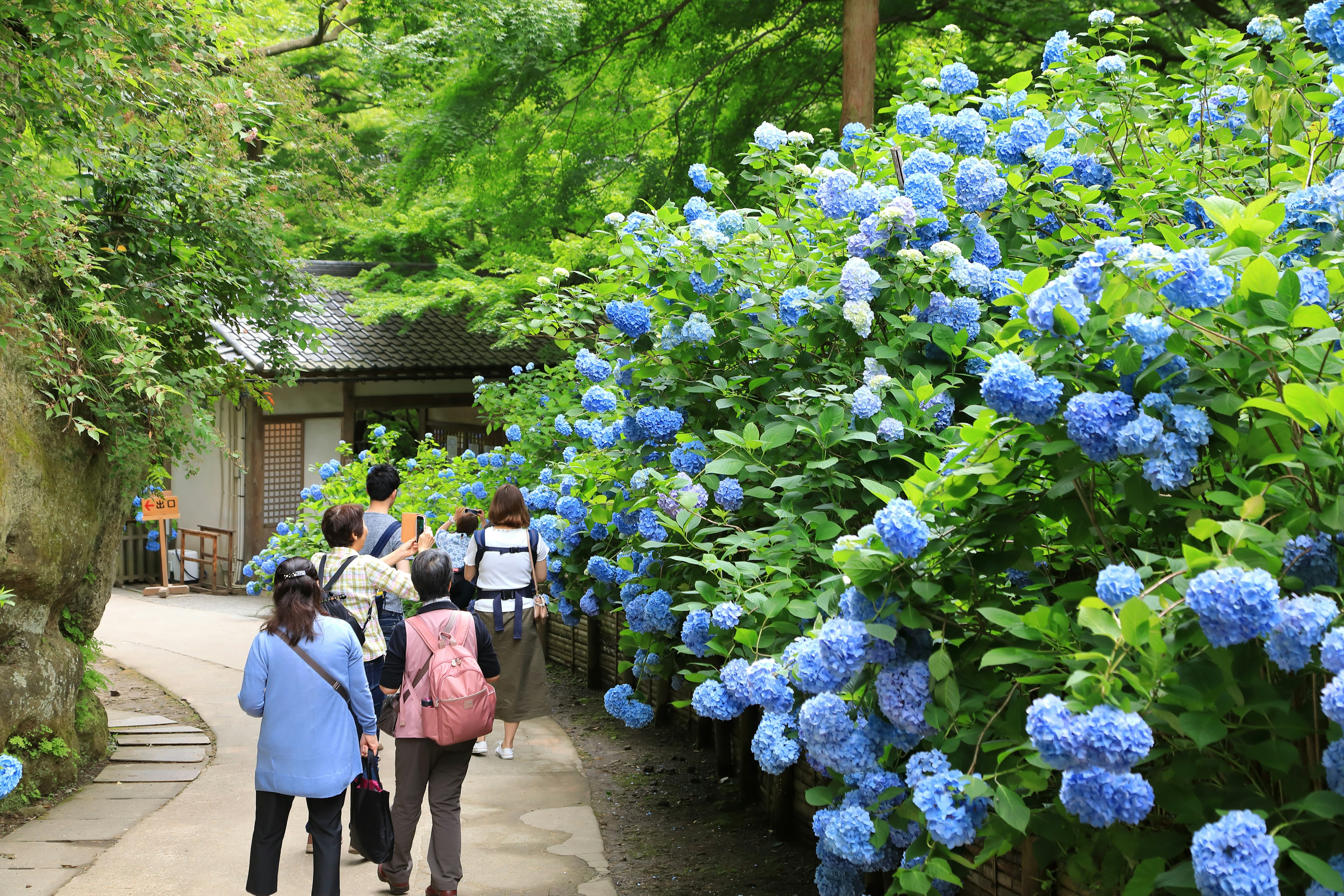 Persone che camminano lungo un sentiero circondato da ortensie blu