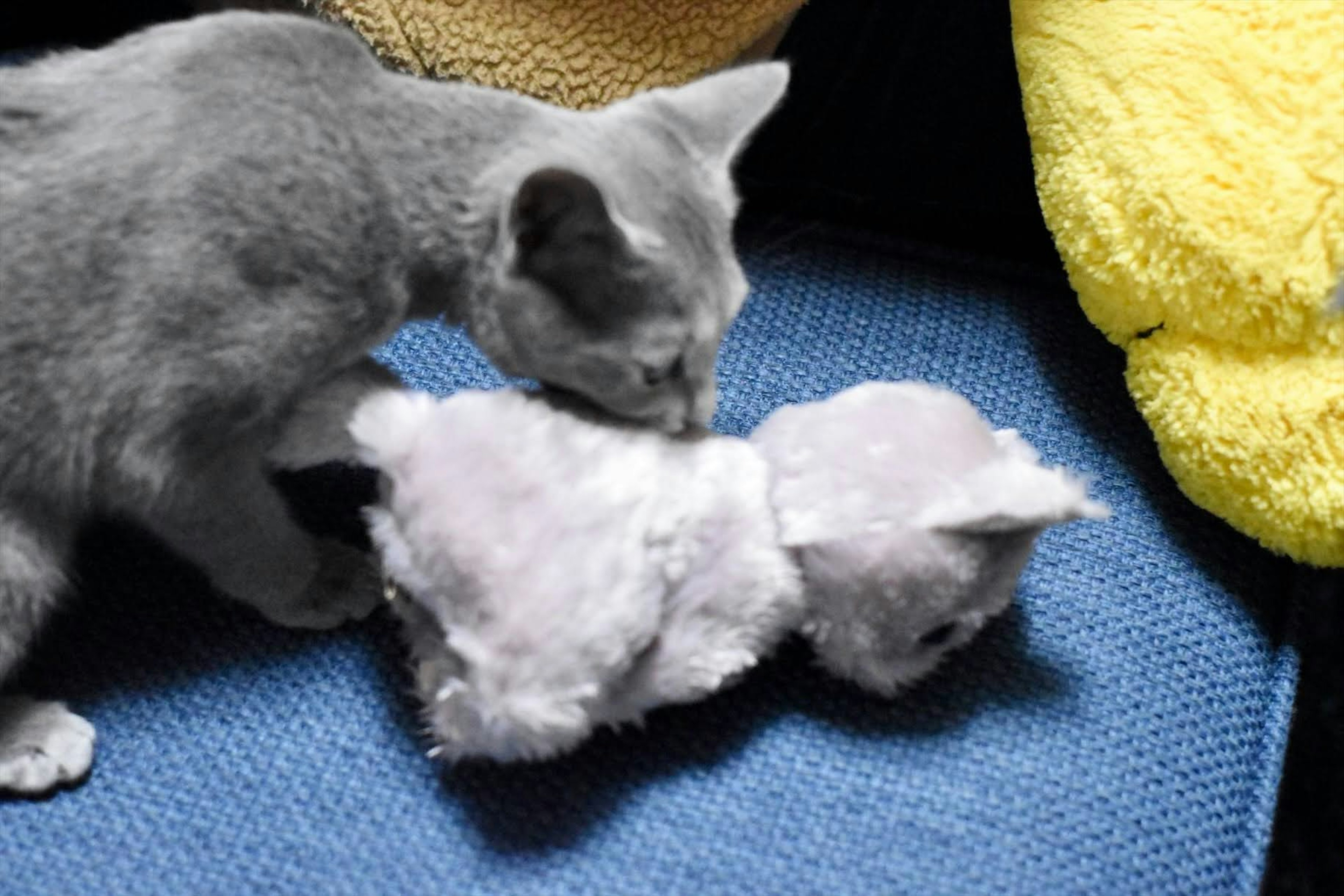 Un chaton gris renifle un jouet en peluche sur un canapé bleu