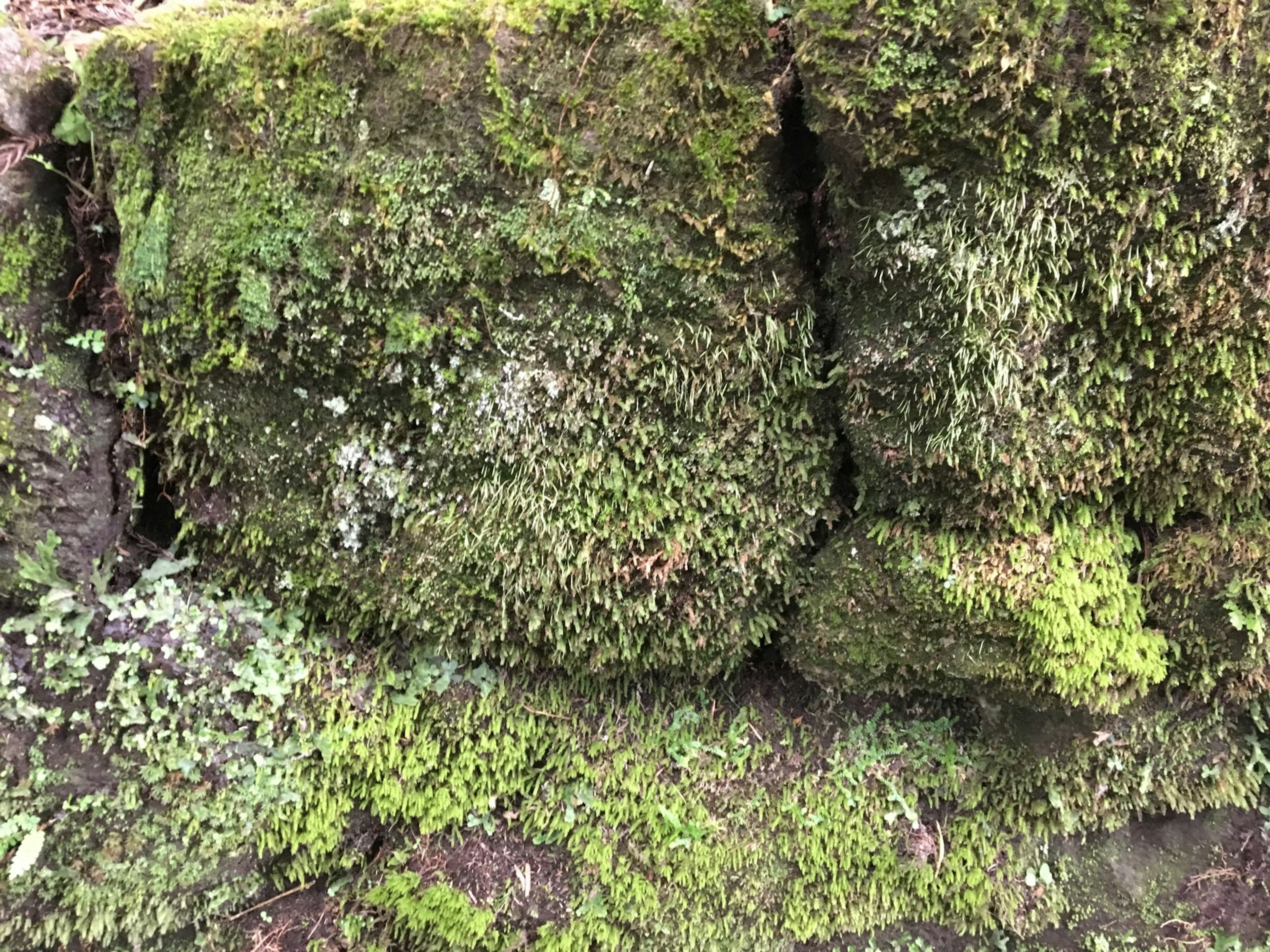 Primer plano de una pared de piedra cubierta de musgo con musgo verde y pequeñas plantas