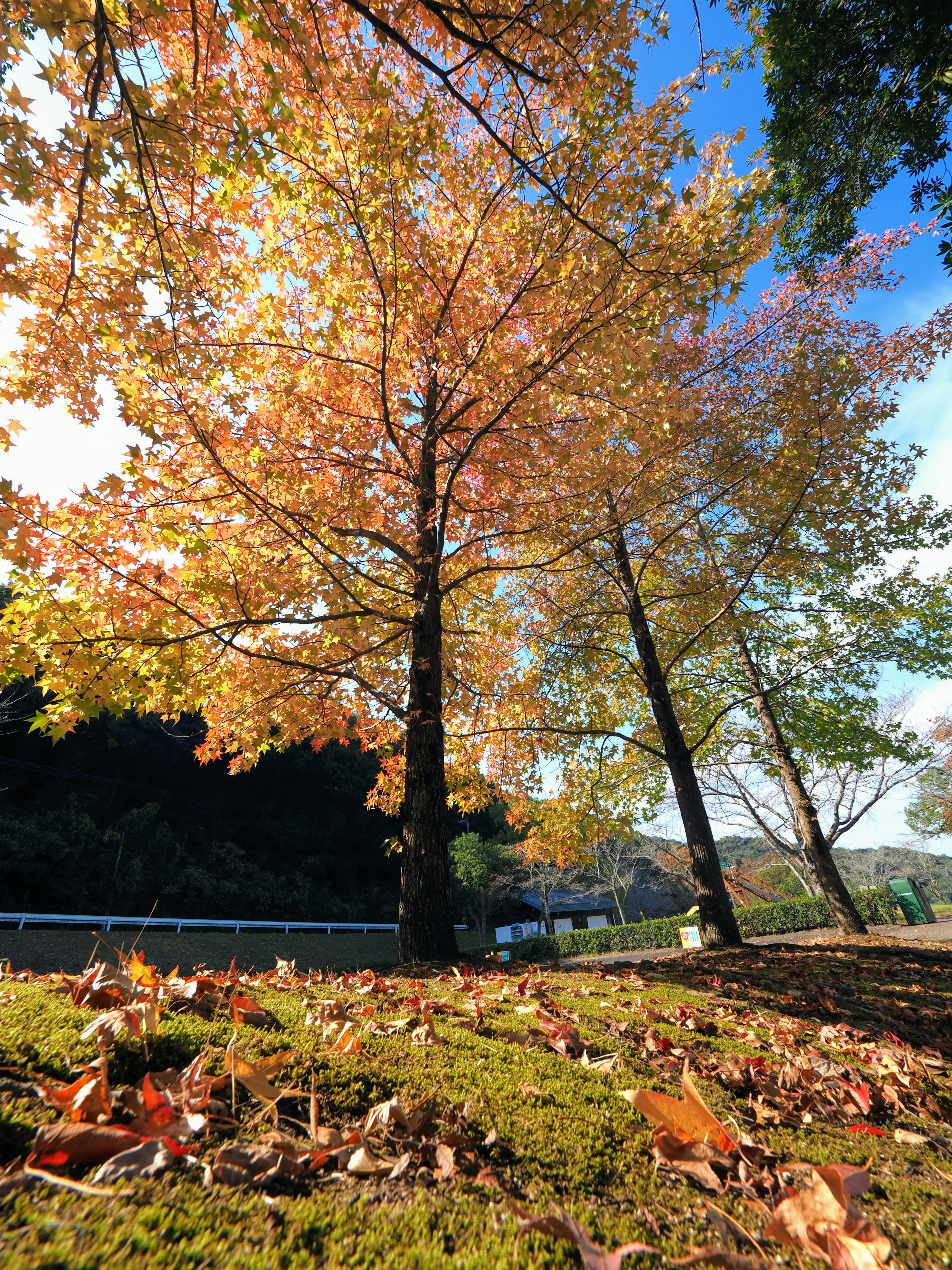 Alberi autunnali con foglie colorate e foglie cadute