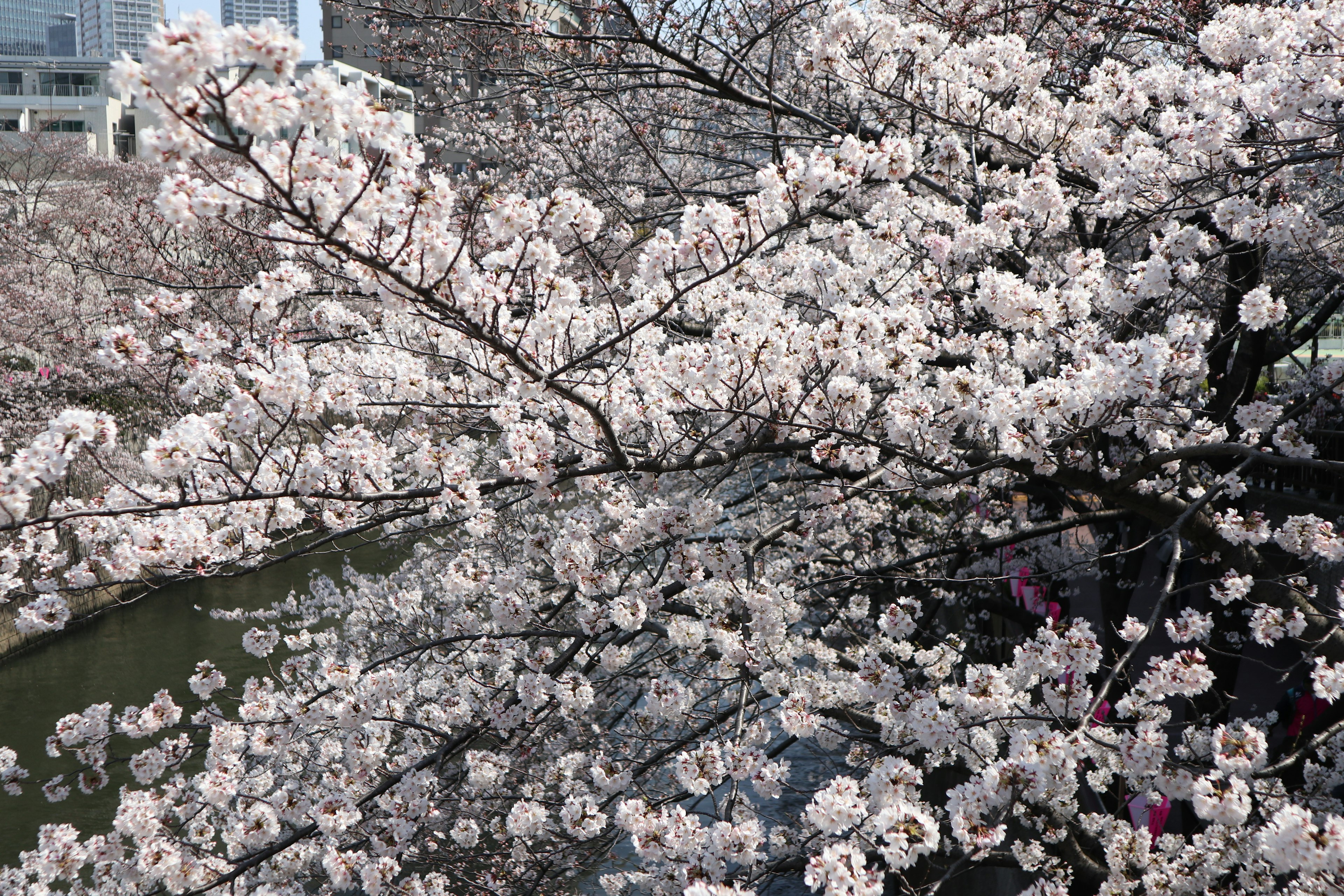 Cherry blossom tree branches filled with white flowers and urban backdrop