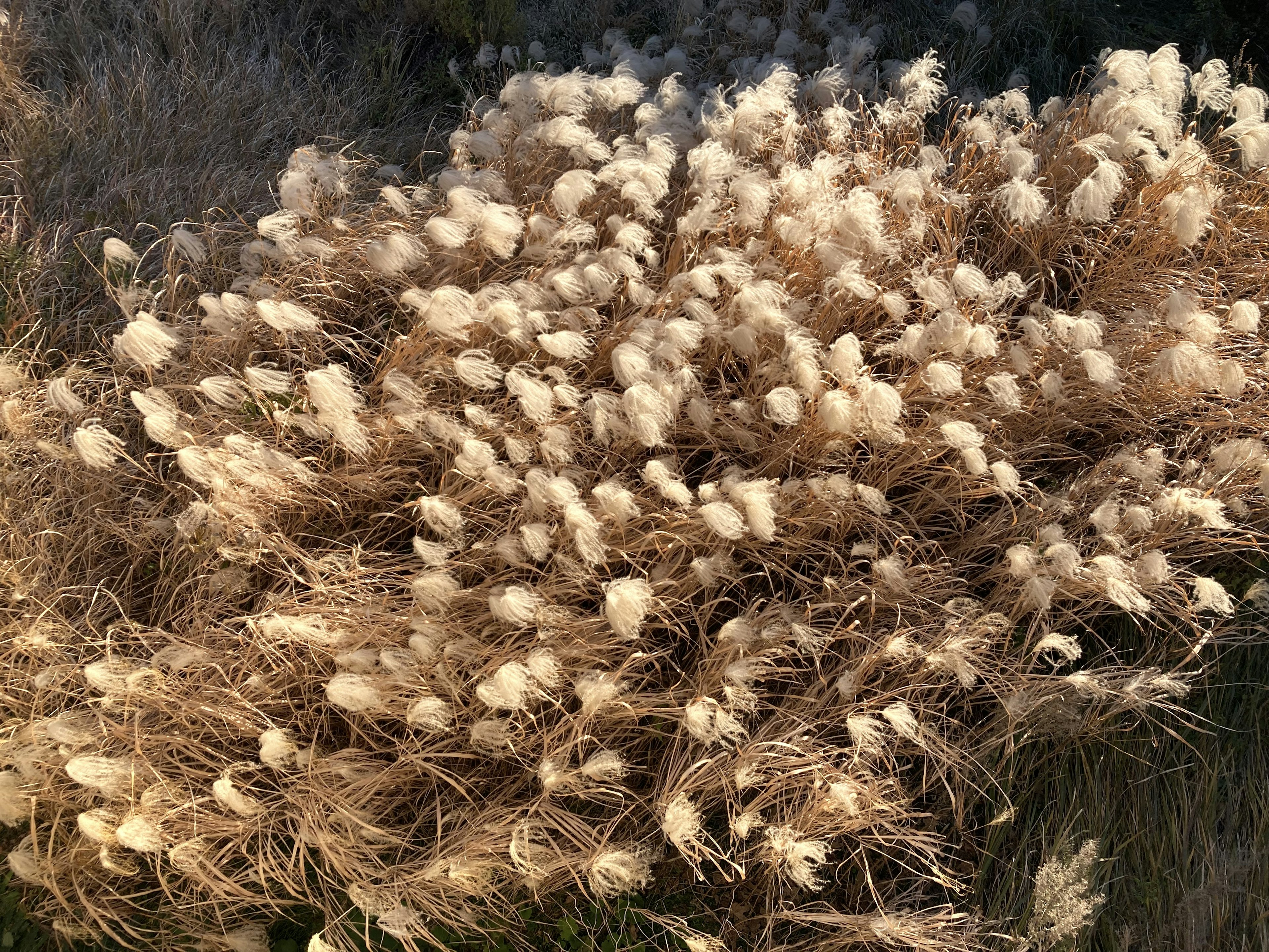 A cluster of dried grass with fluffy white tufts