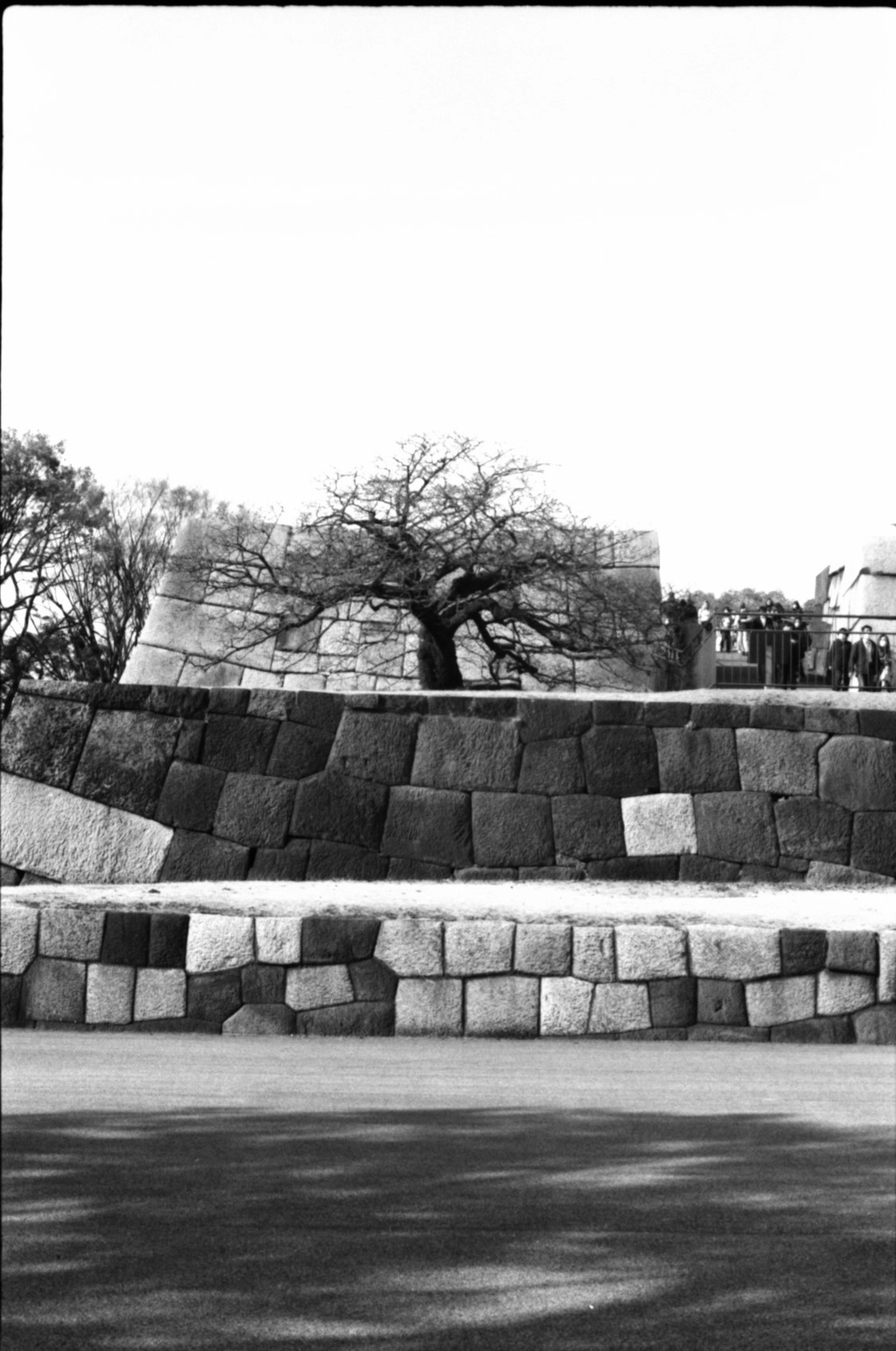 Black and white landscape featuring an old tree and stone structure