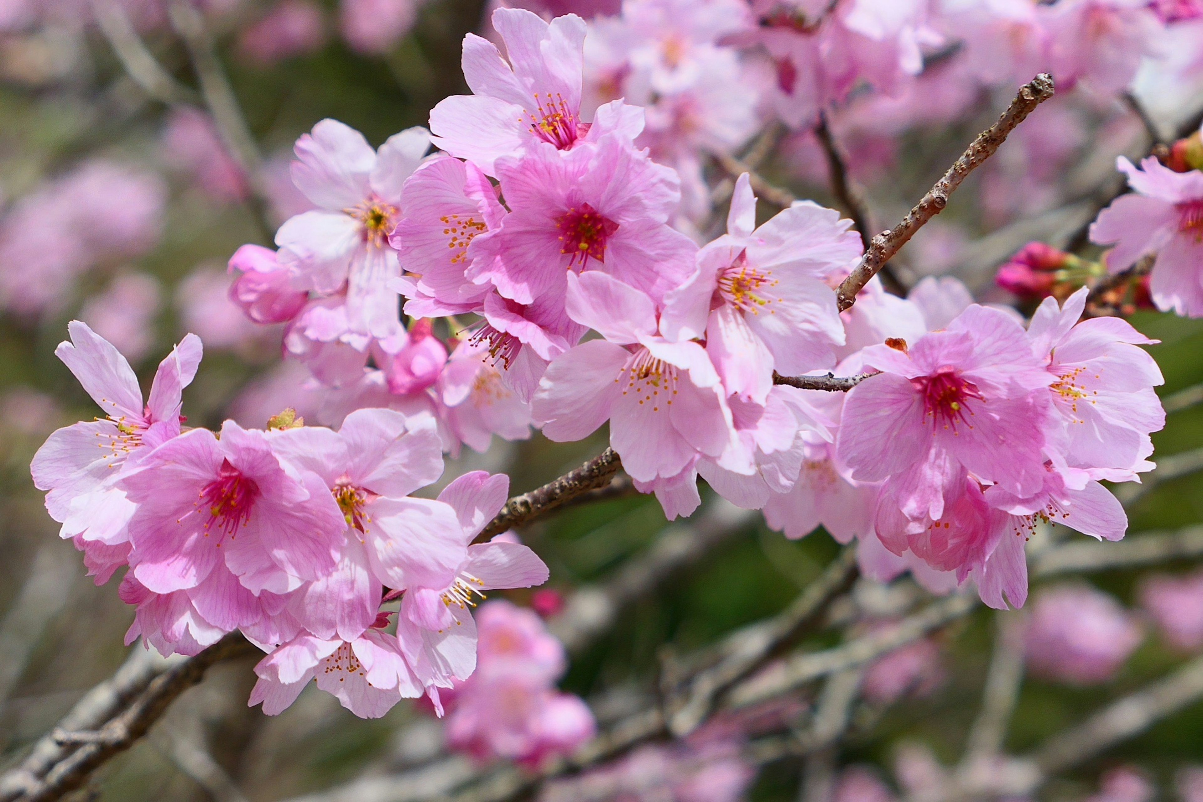 Nahaufnahme von blassrosa Kirschblüten an Zweigen