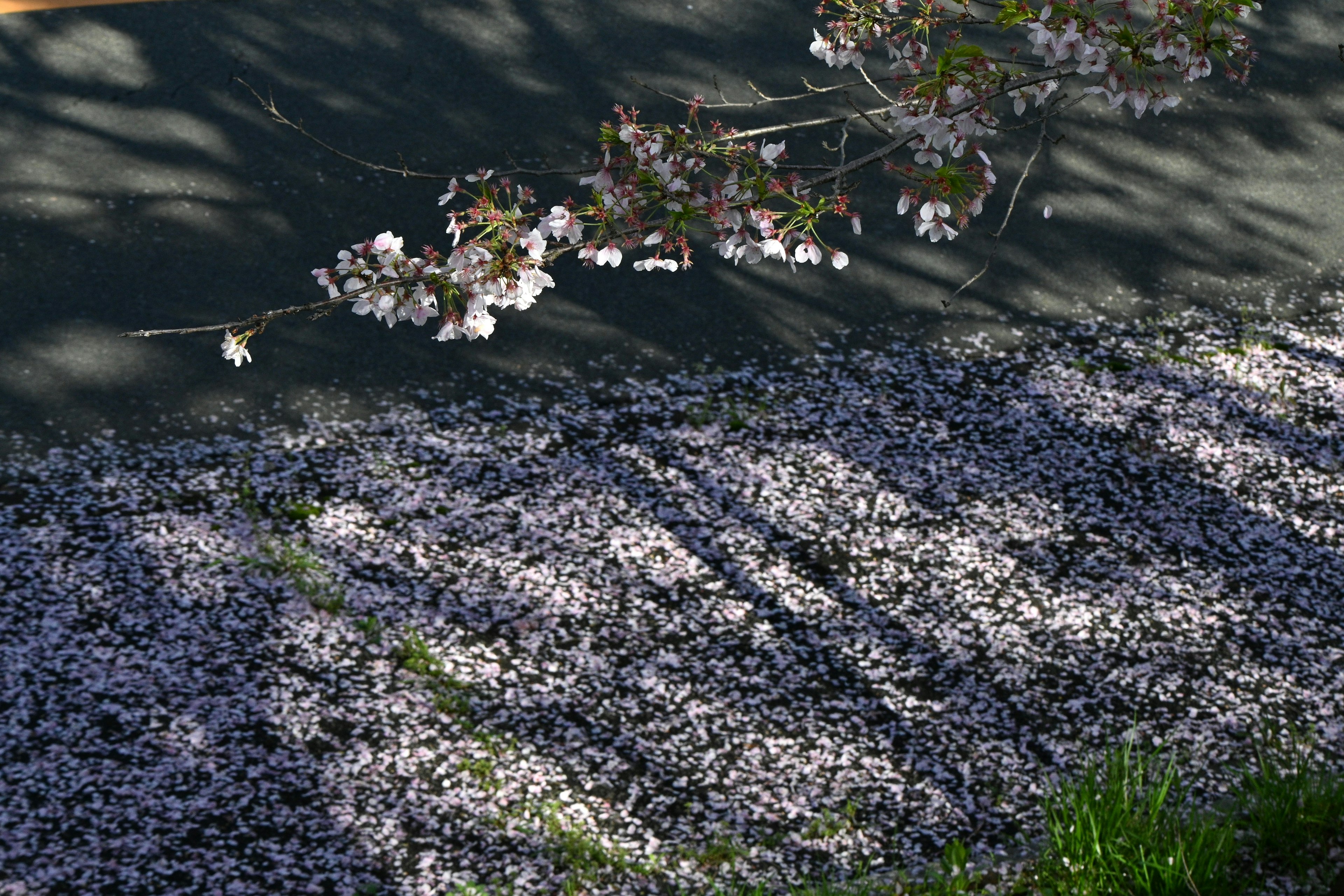 Ground covered with cherry blossom petals and shadows from branches