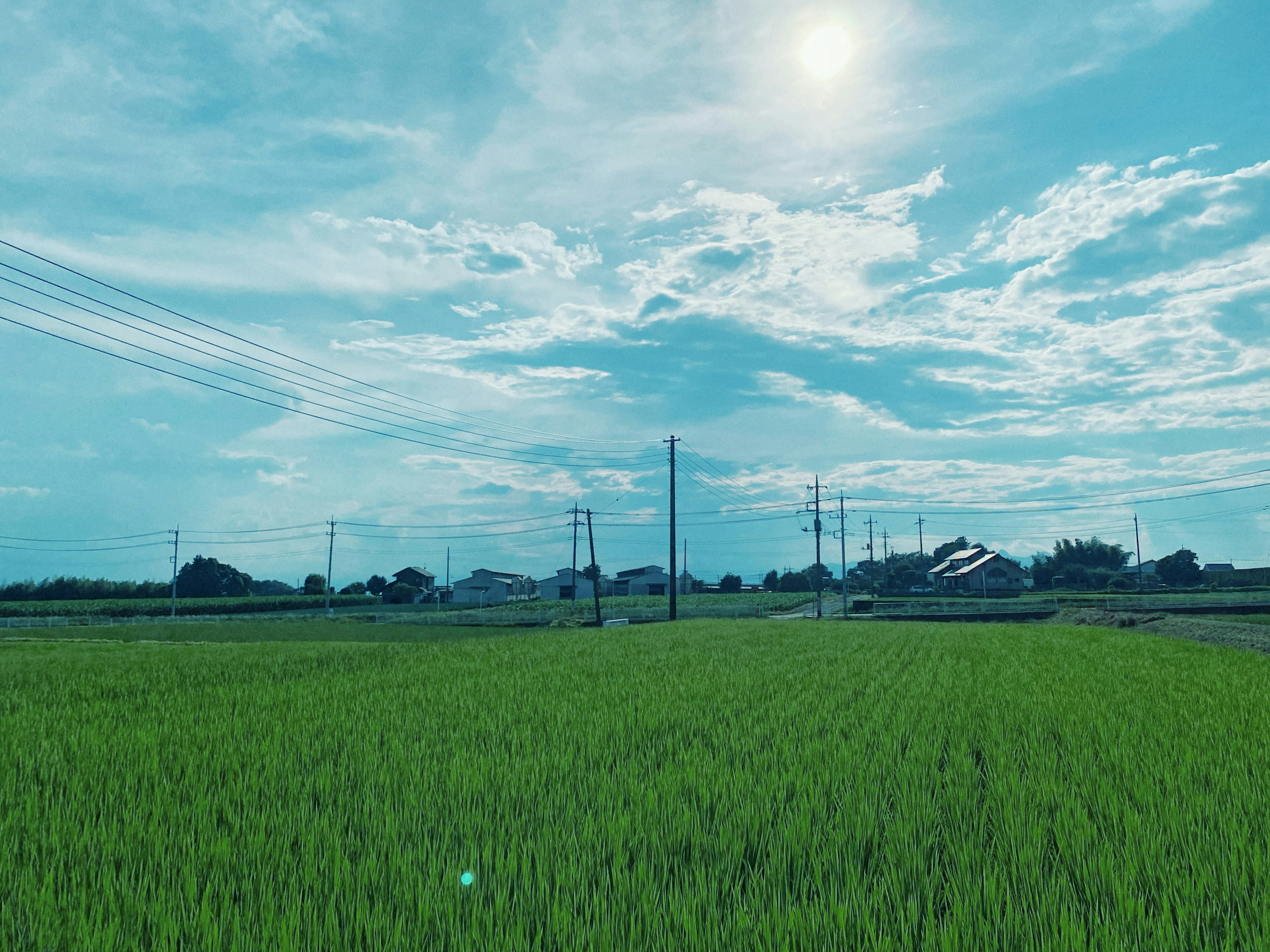 Campo di riso verde rigoglioso sotto un cielo blu con nuvole bianche