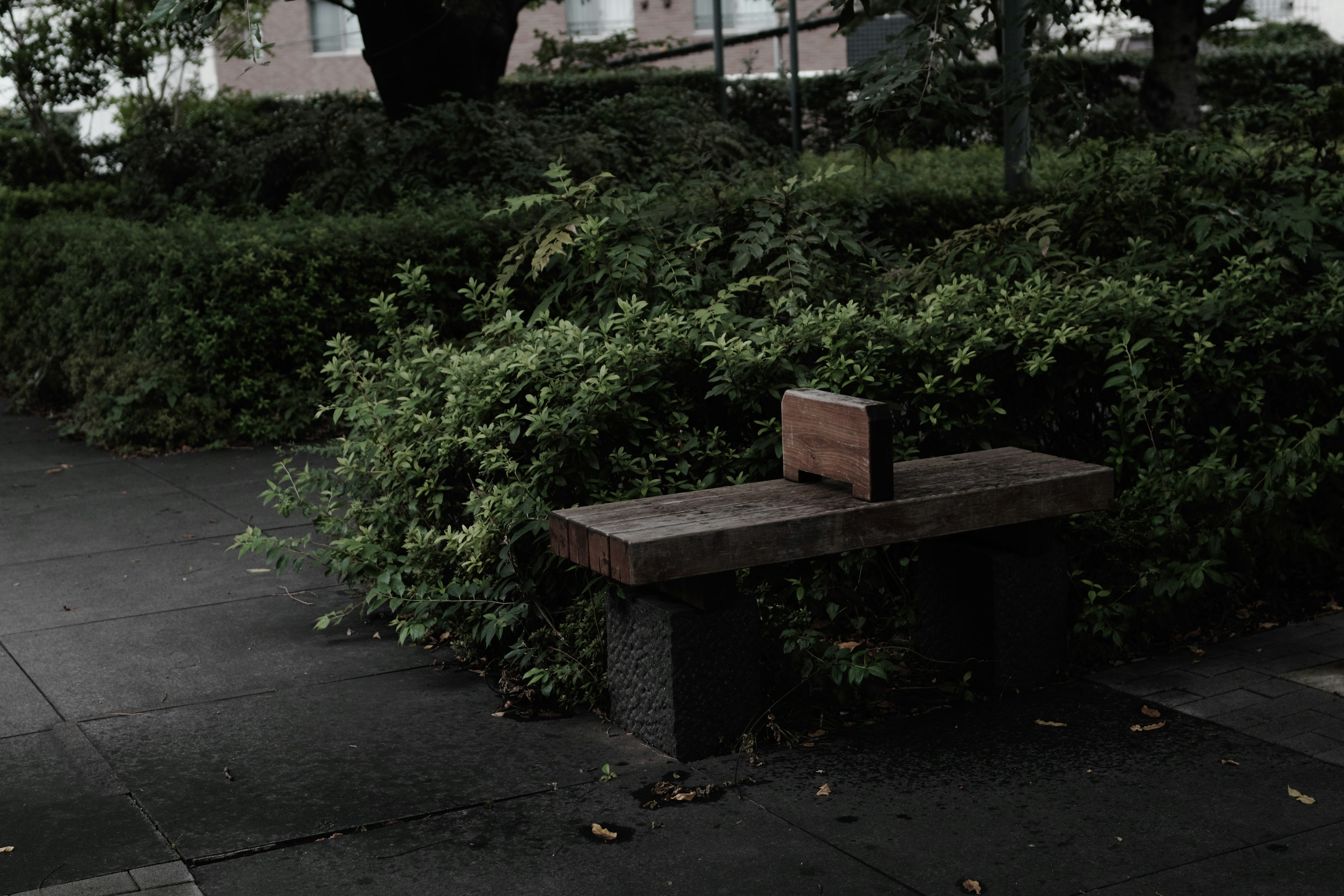 Wooden bench surrounded by greenery in a quiet park setting