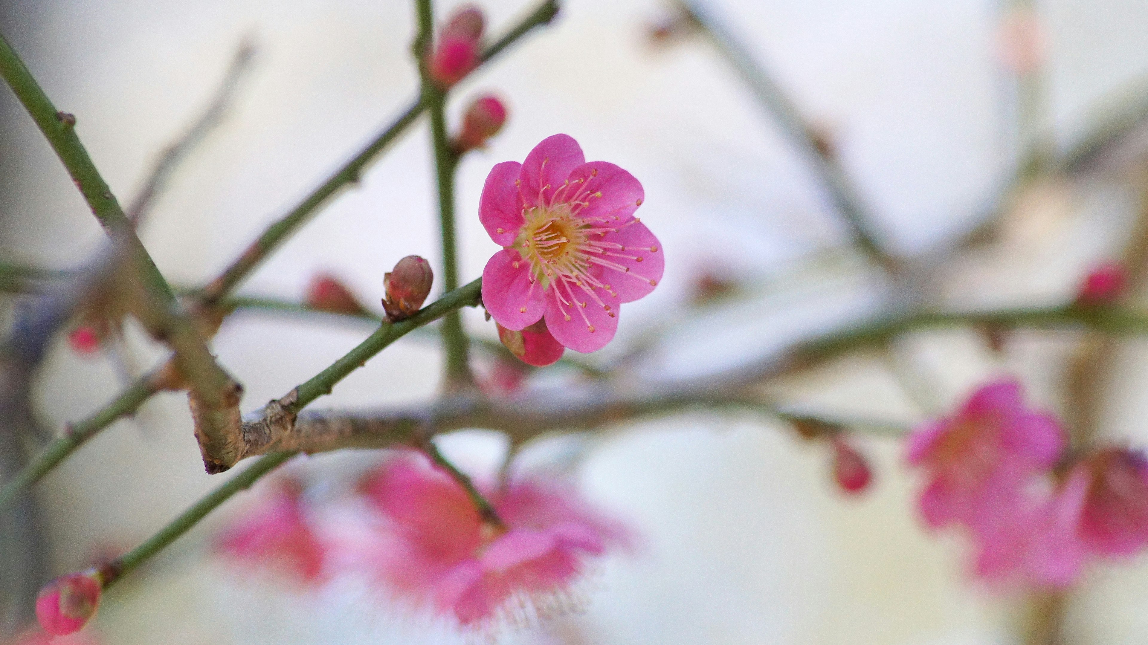 가지에 핀 cherry blossom의 클로즈업