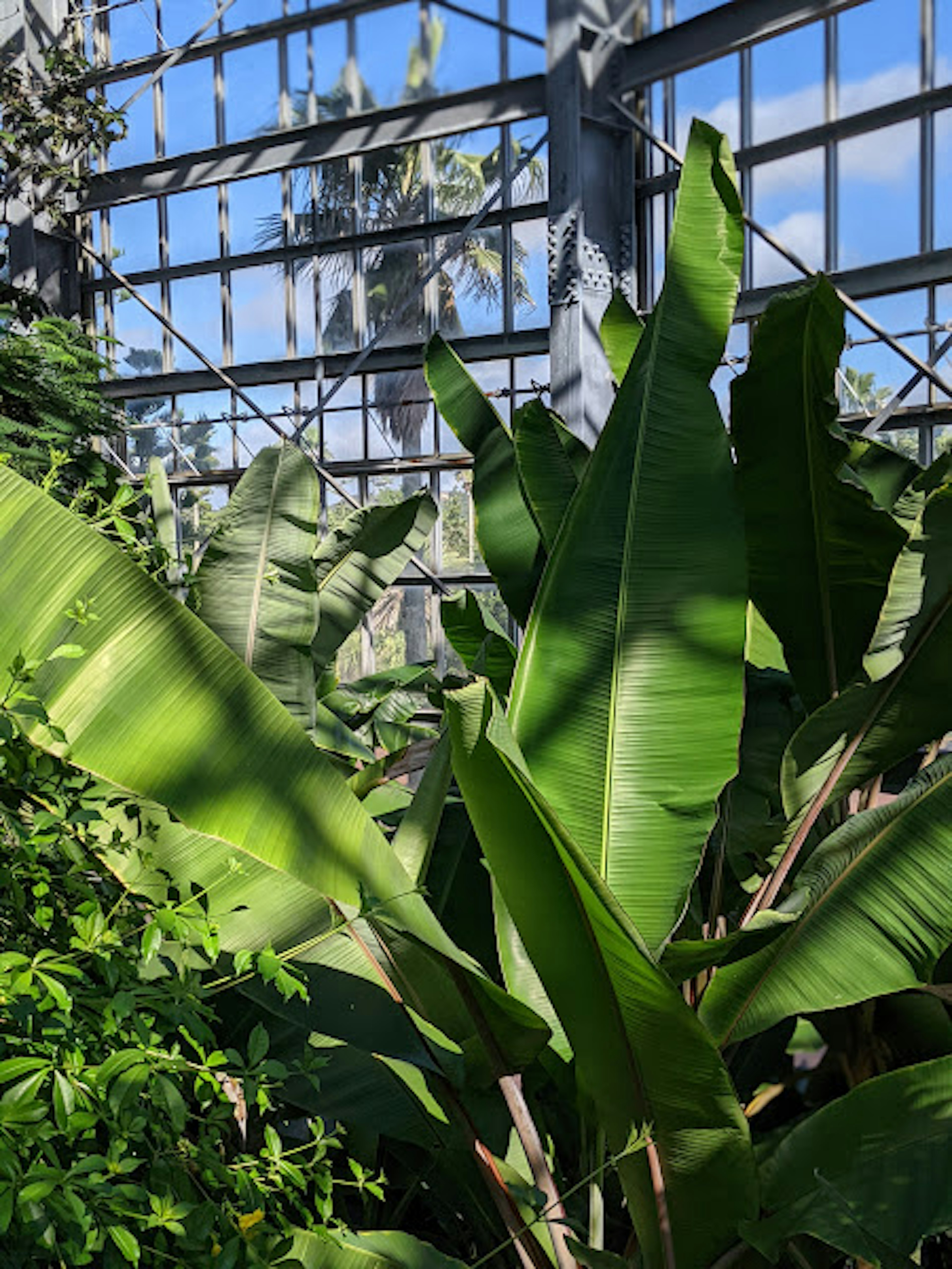 Lush green plants in a greenhouse with blue sky visible through grid windows