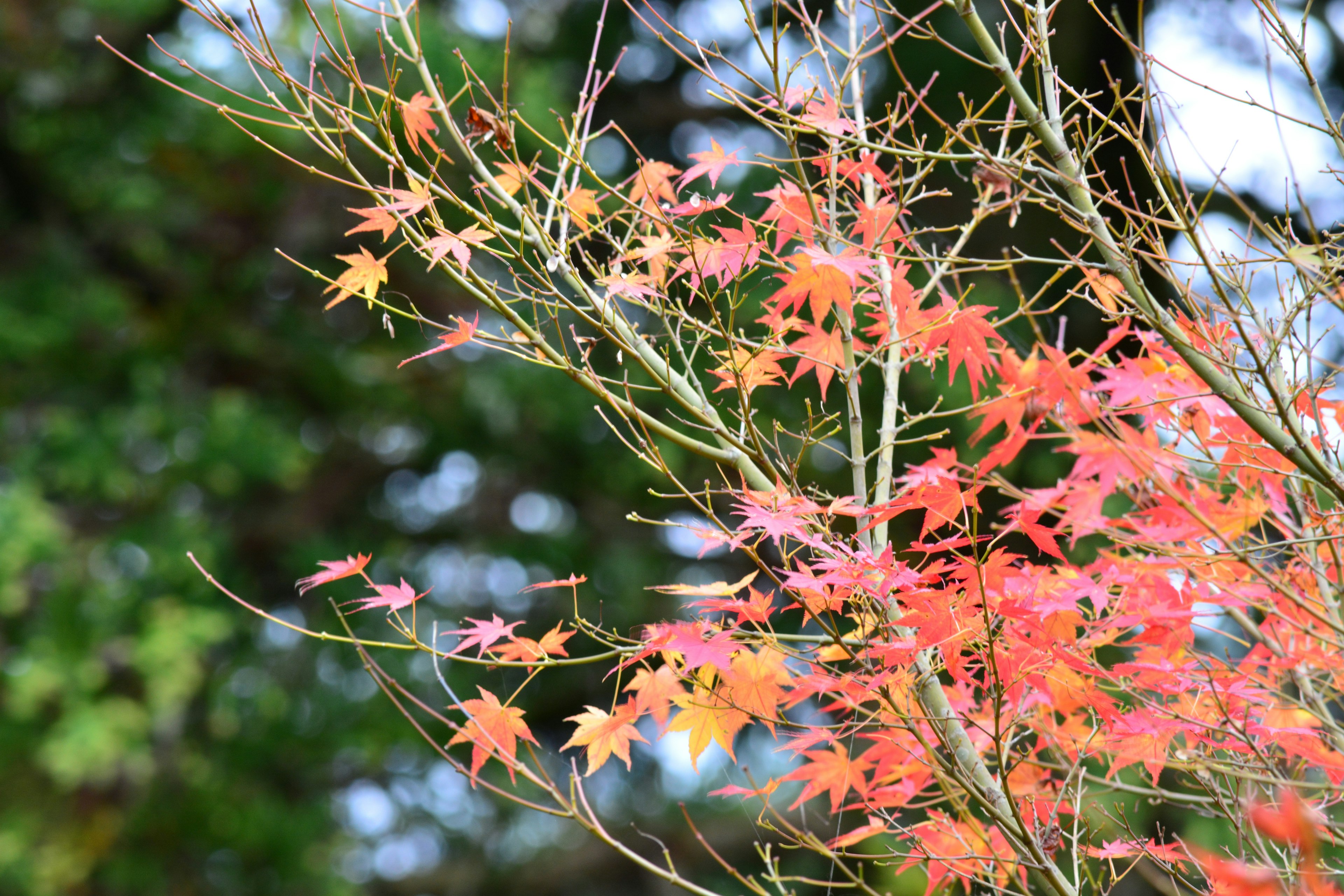 色とりどりの紅葉が映える枝のクローズアップ