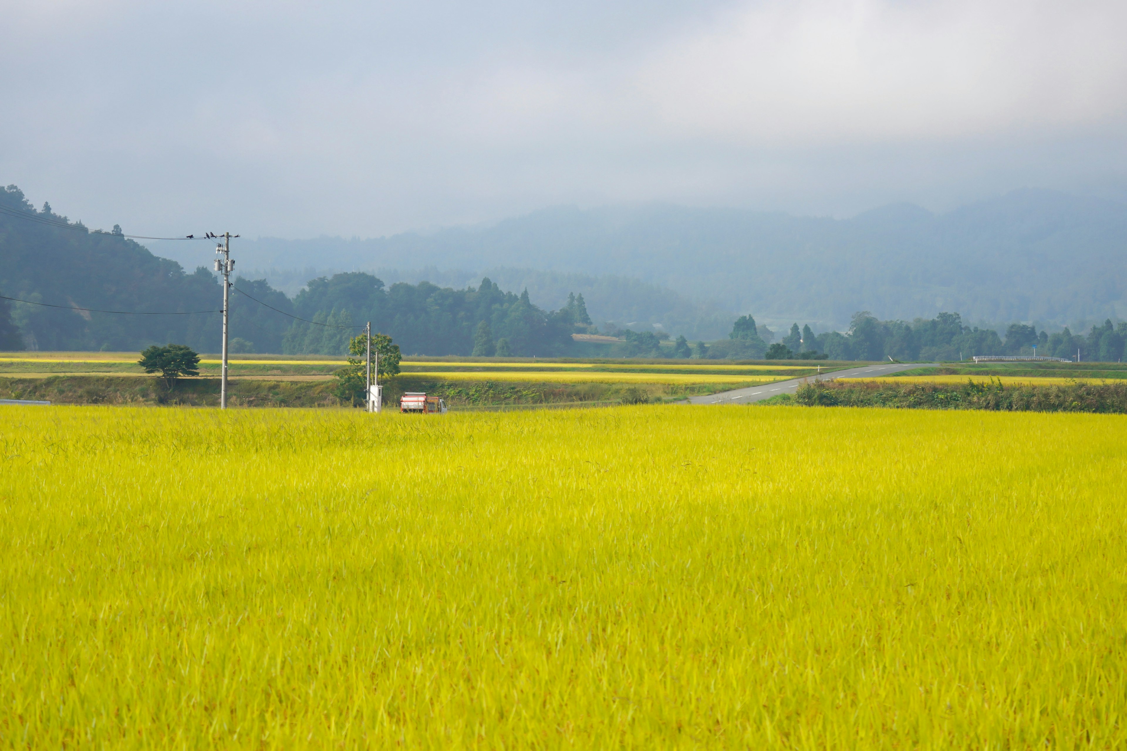 Paisaje de campo de arroz amarillo vibrante con montañas distantes