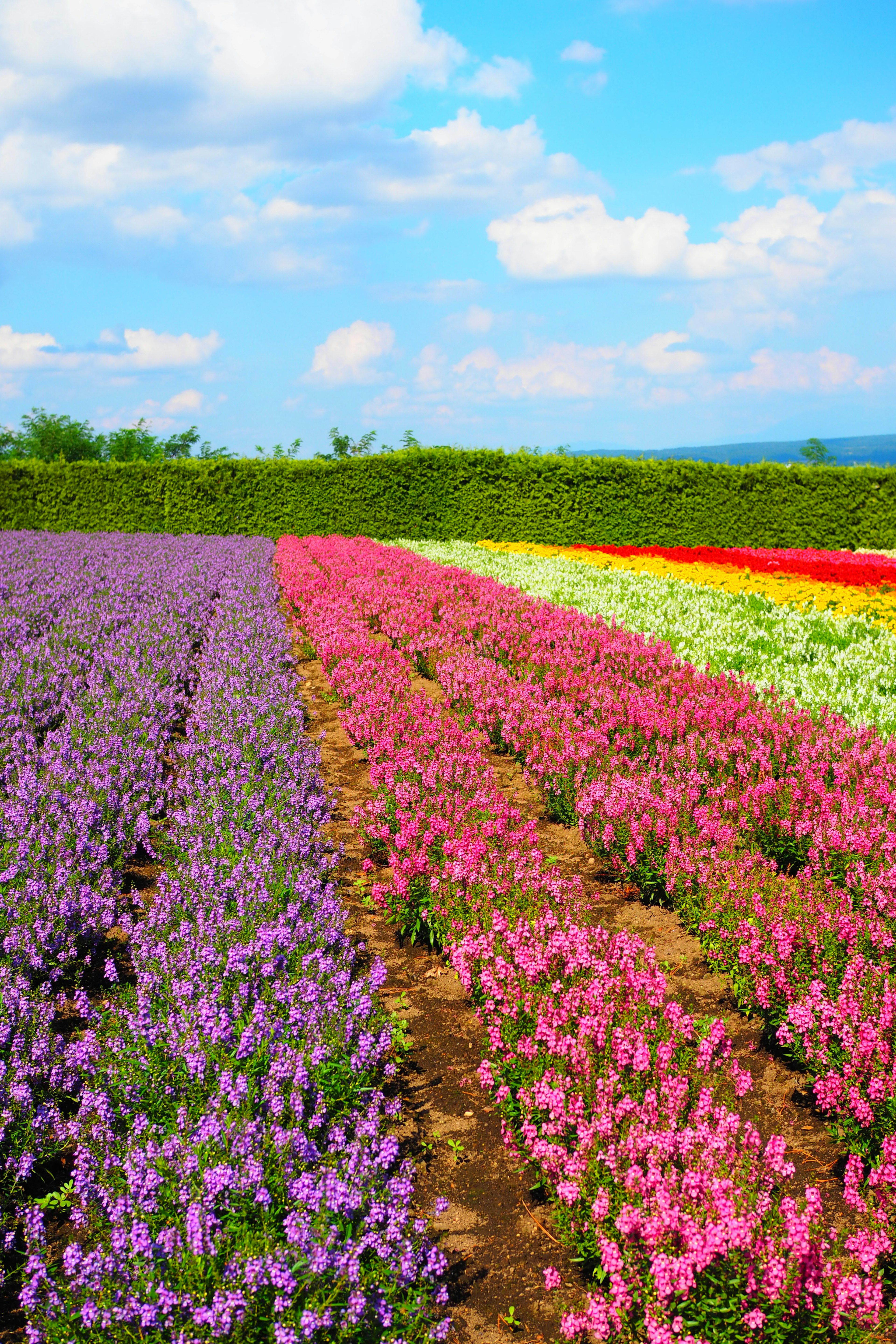 Champs de fleurs vibrantes avec des rangées de fleurs colorées sous un ciel bleu