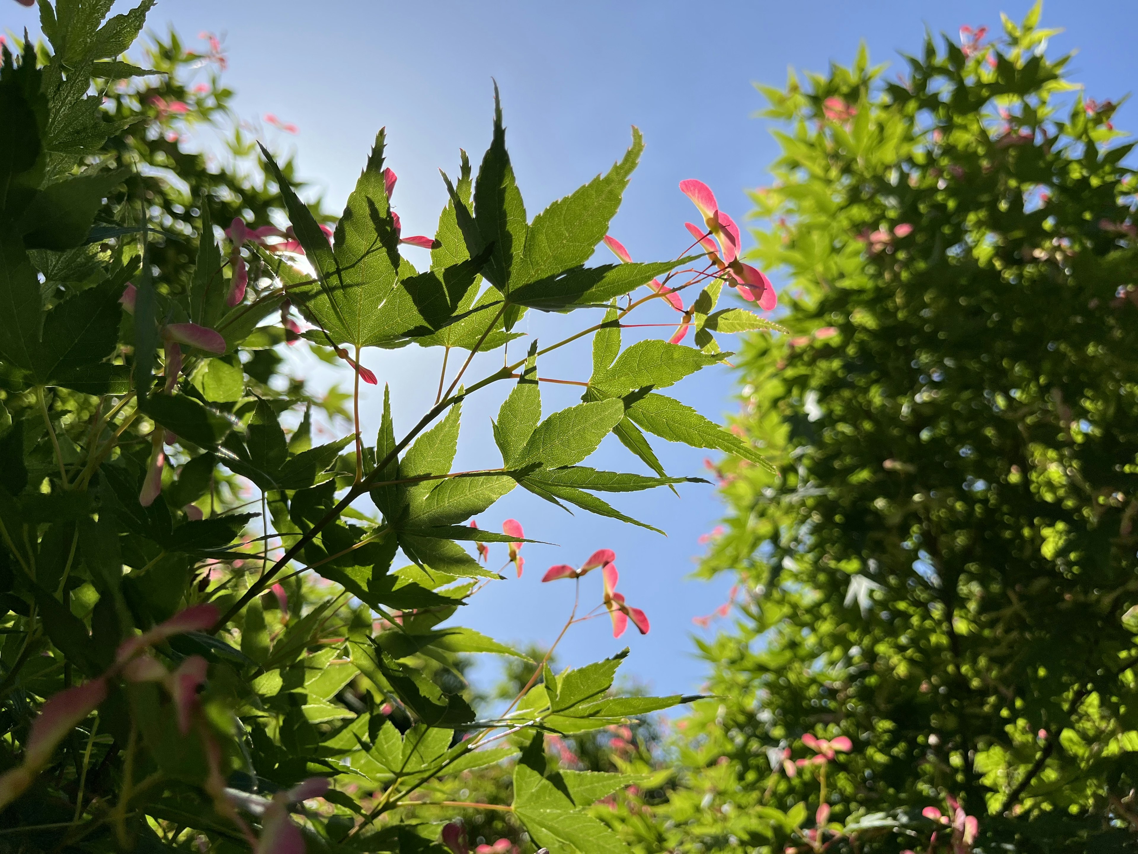 青空を背景にした緑の葉とピンクの花がある木の写真